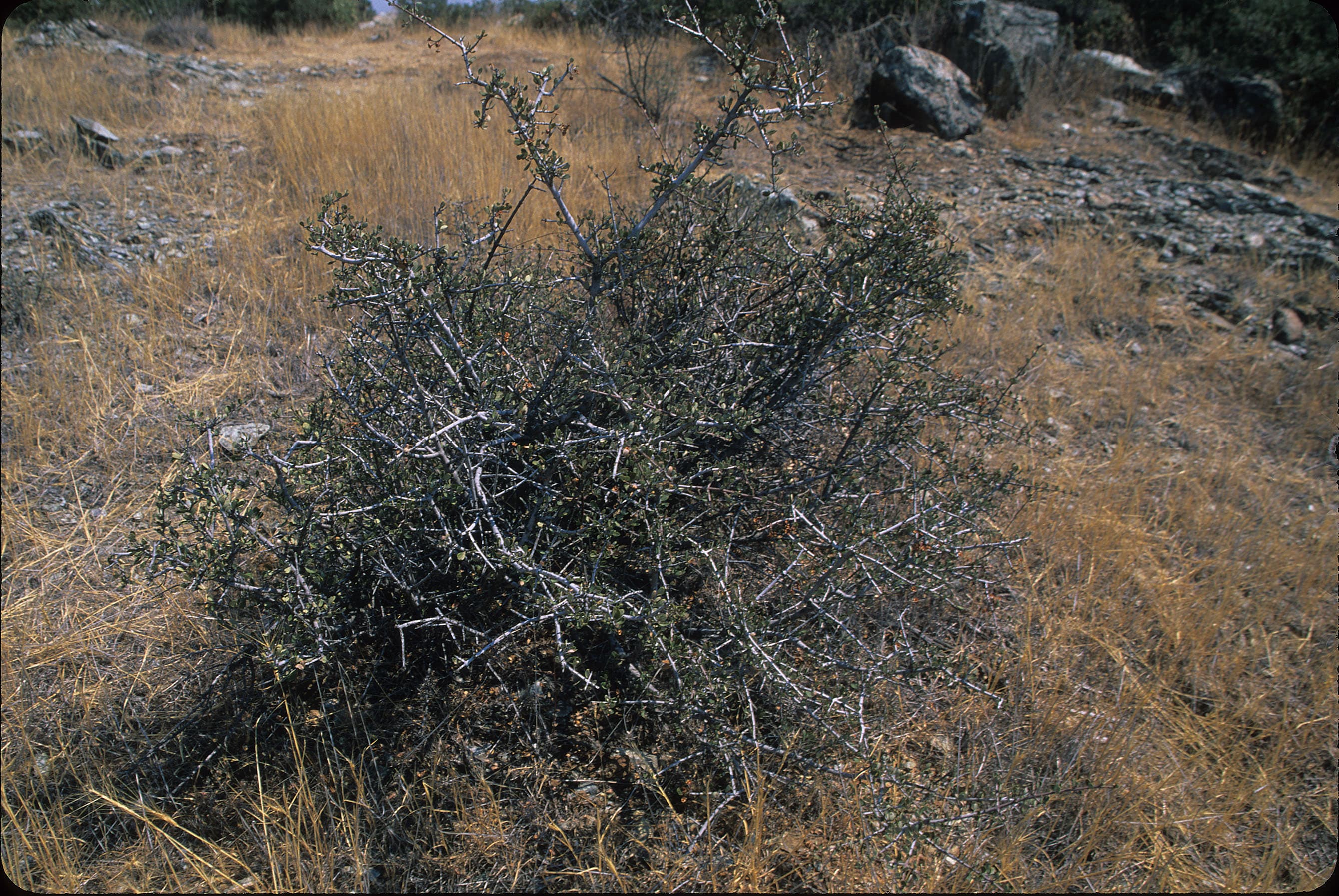 Buckbrush sample photograph, USGS Spectral Library Version 7