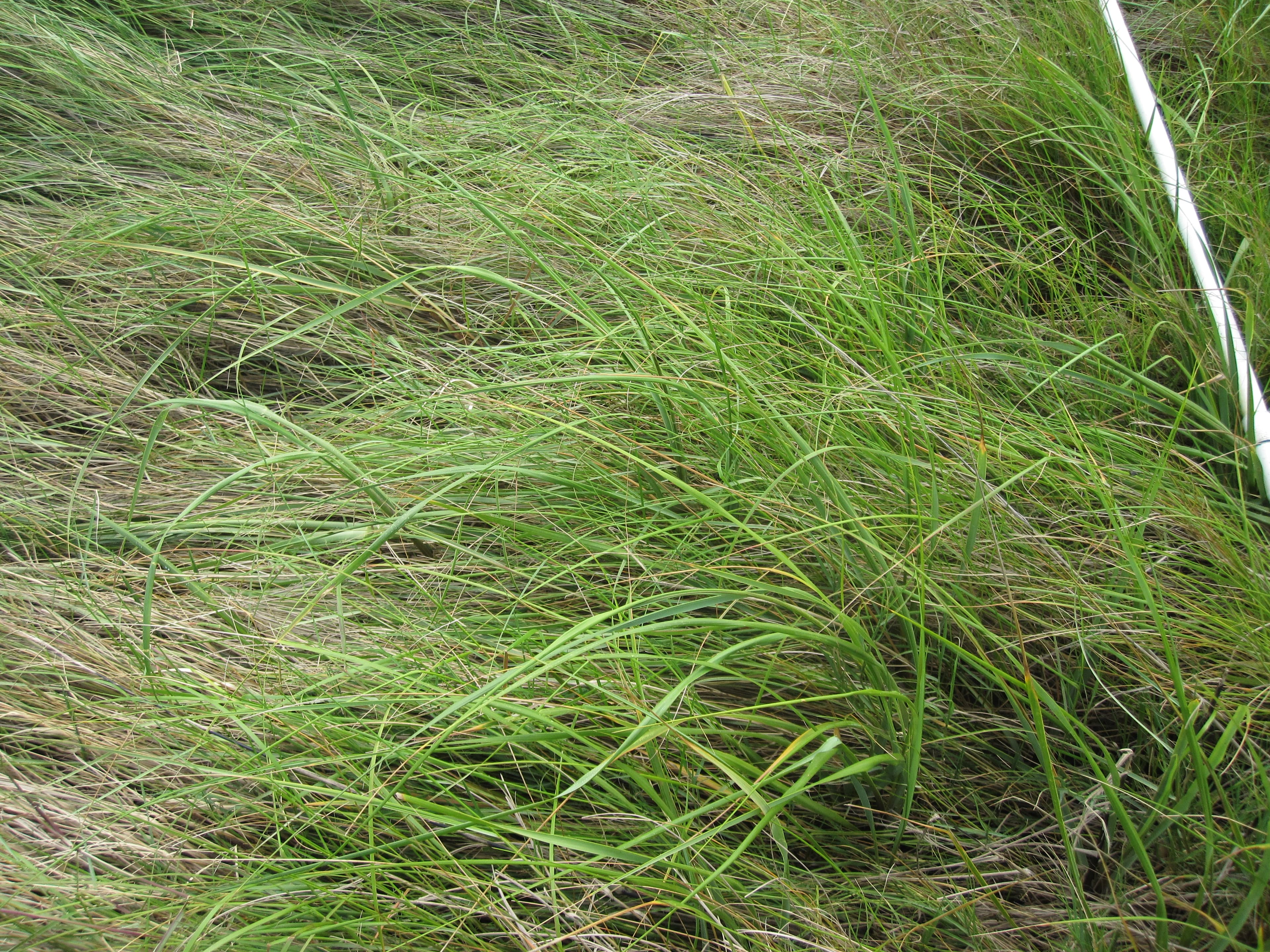 D.spicata DWV6-0511 dryNPV.a sample photograph, USGS Spectral Library Version 7