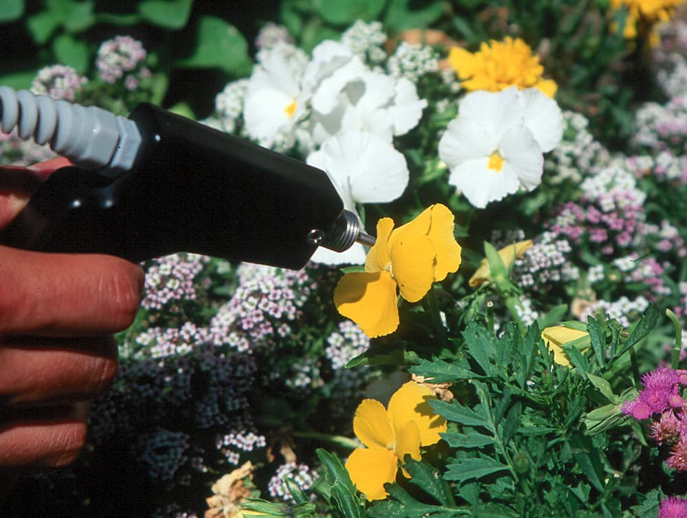 Flower Pansy-1 Yellow sample photograph, USGS Spectral Library Version 7