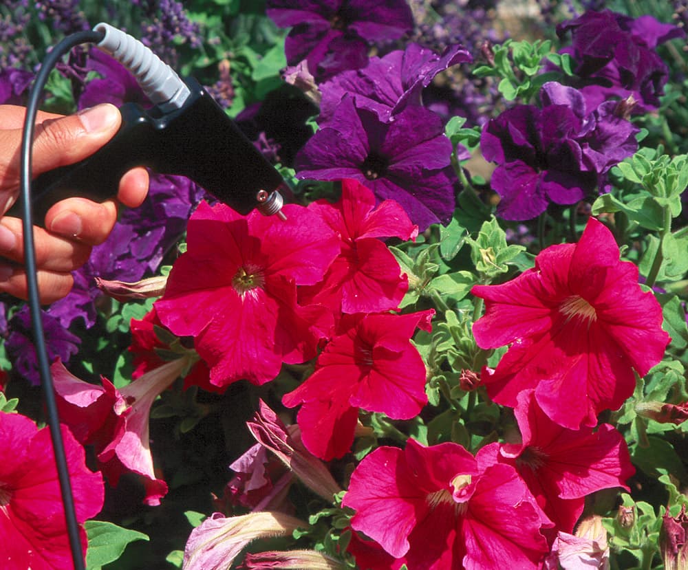 Flower Petunia-1 Pink sample photograph, USGS Spectral Library Version 7