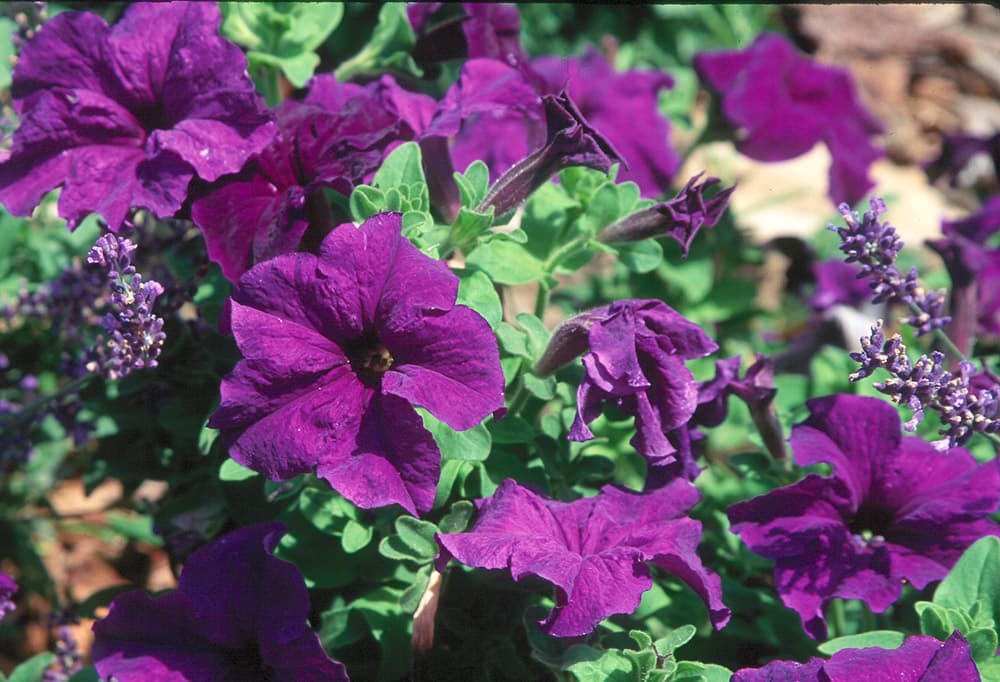 Flower Petunia-2 Purple sample photograph, USGS Spectral Library Version 7