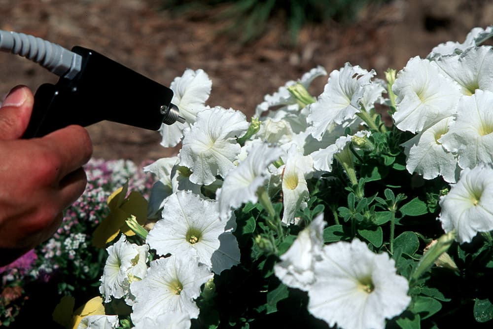Flower Petunia-3 White sample photograph, USGS Spectral Library Version 7