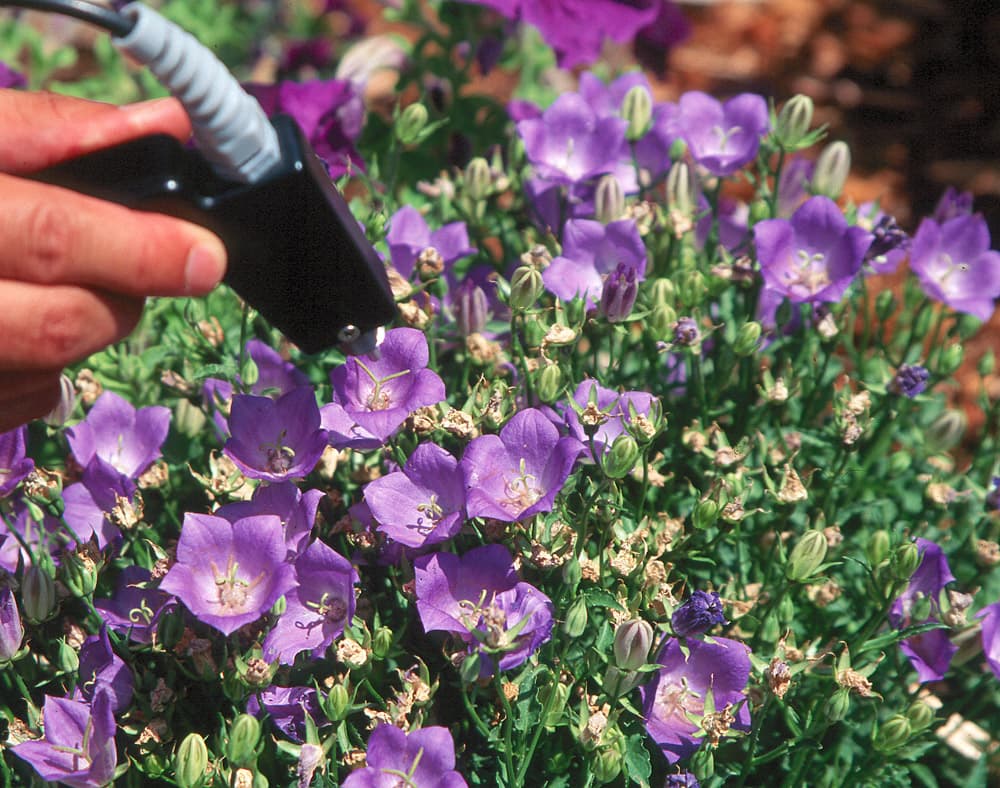 Flower Platycodon-1 Purple sample photograph, USGS Spectral Library Version 7