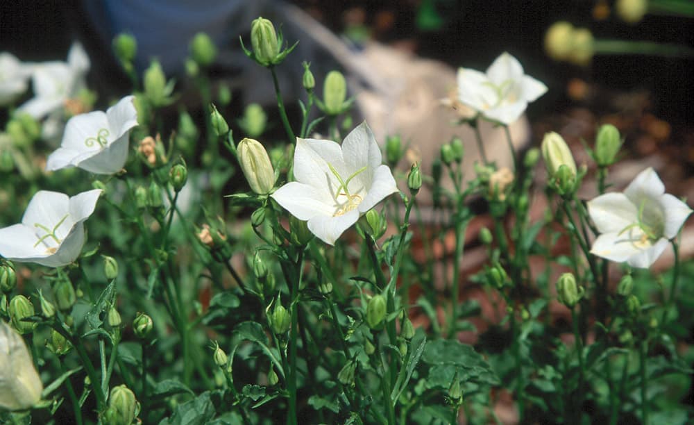 Flower Platycodon-2 White sample photograph, USGS Spectral Library Version 7
