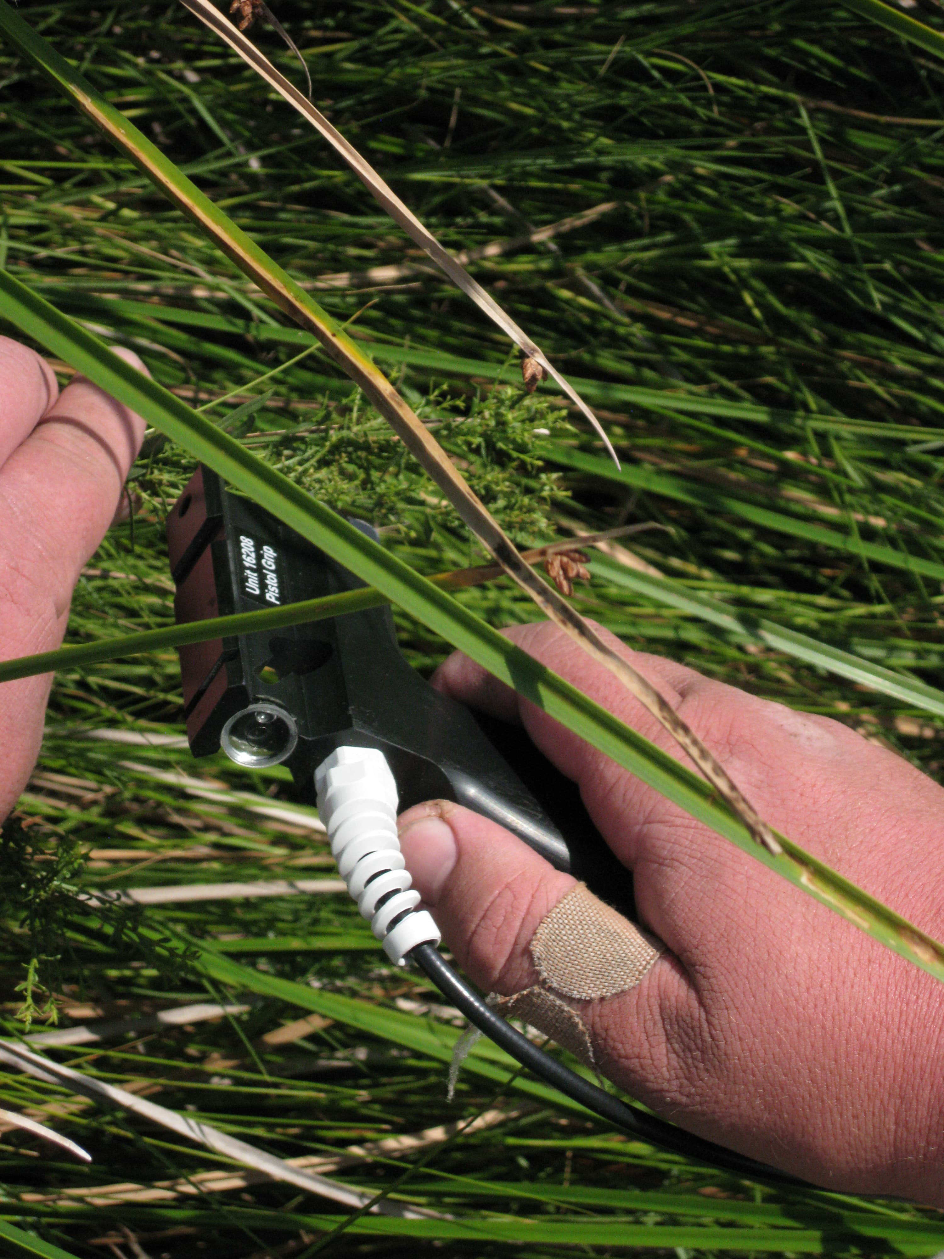 Lythr.lineare sample photograph, USGS Spectral Library Version 7