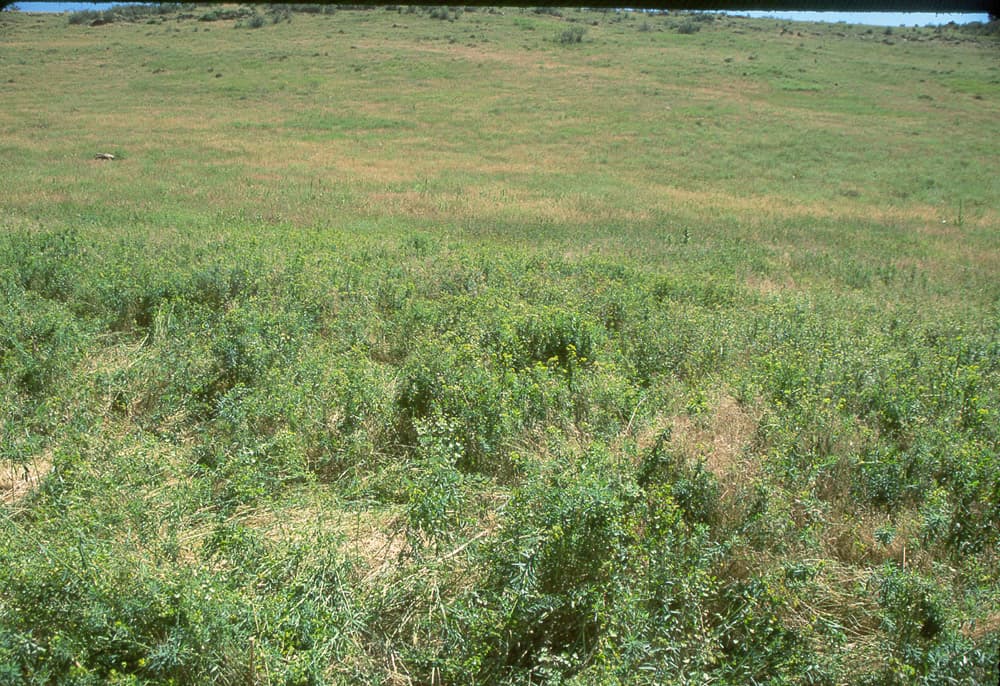 LeafySpurge Spurge-A1-Jul98 sample photograph, USGS Spectral Library Version 7