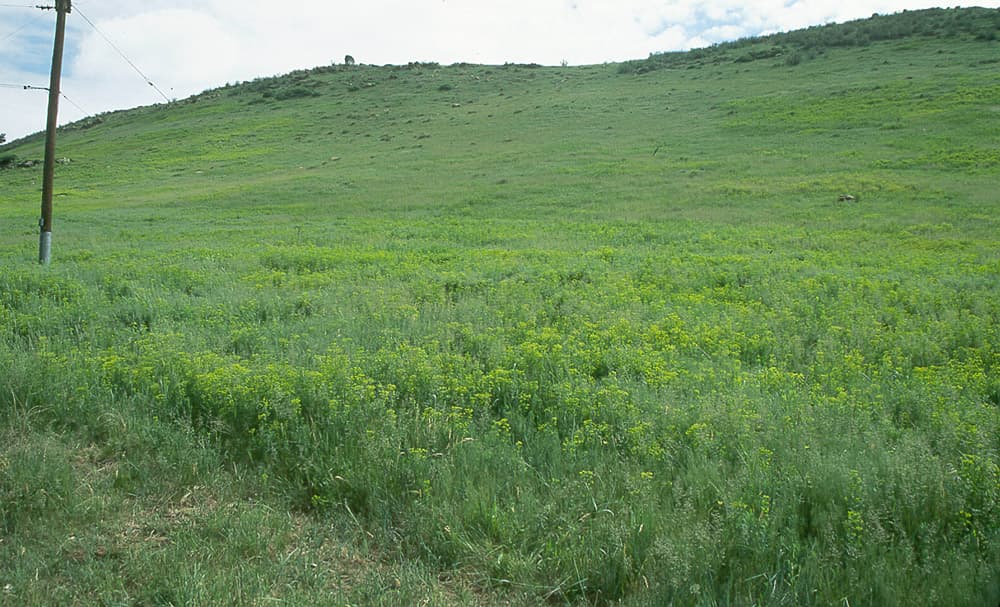 LeafySpurge Spurge-A1-Jun98 sample photograph, USGS Spectral Library Version 7