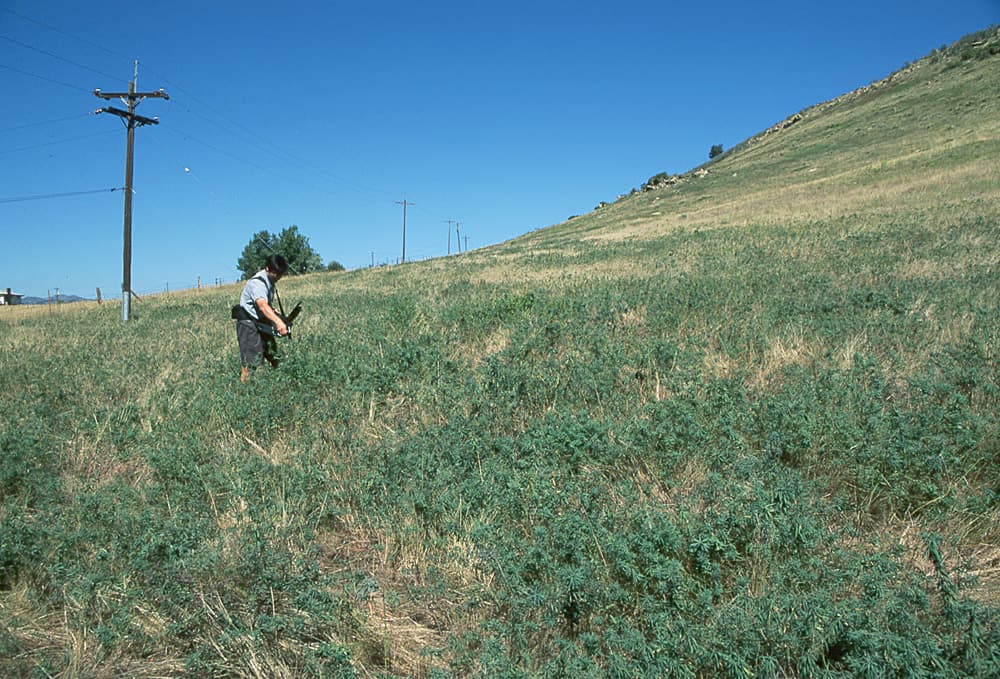 LeafySpurge Spurge-A1-Sep97 sample photograph, USGS Spectral Library Version 7