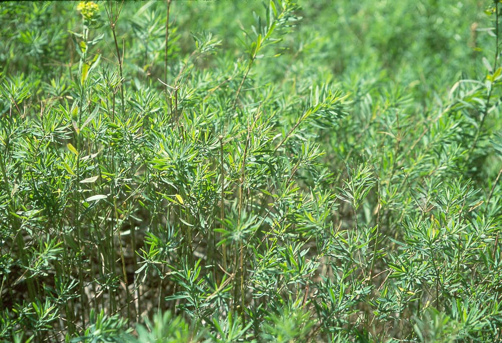LeafySpurge Spurge-B1-Jul98 sample photograph, USGS Spectral Library Version 7