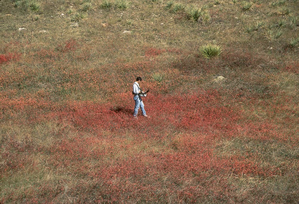 LeafySpurge Spurge-B1-Oct97 sample photograph, USGS Spectral Library Version 7