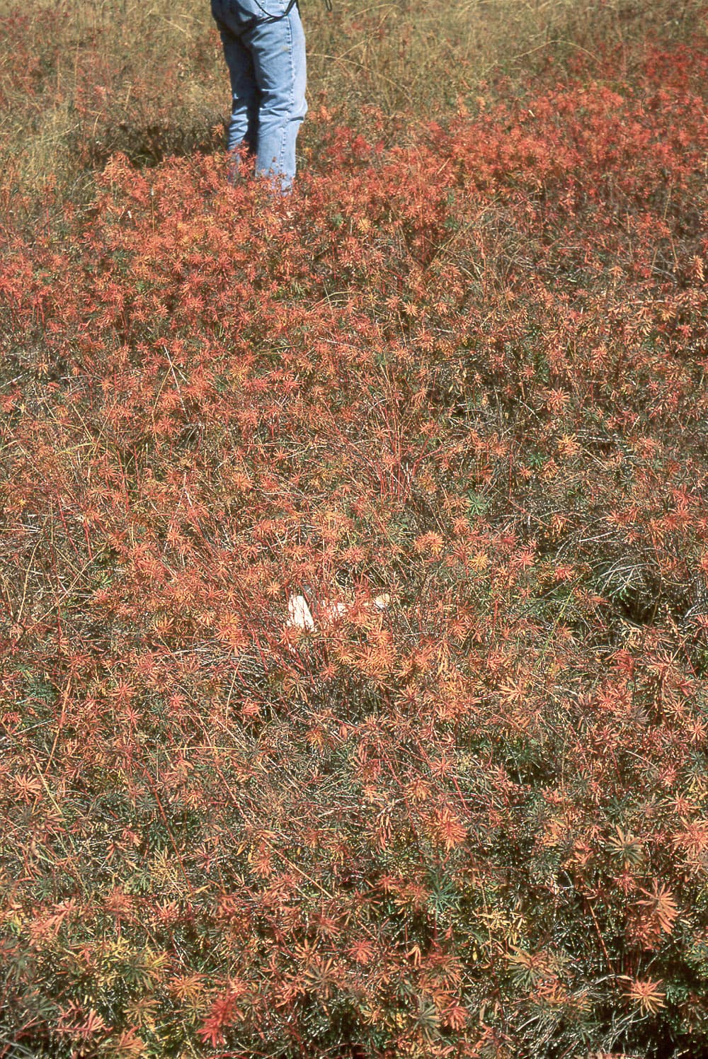 LeafySpurge Spurge-C1-Oct97 sample photograph, USGS Spectral Library Version 7
