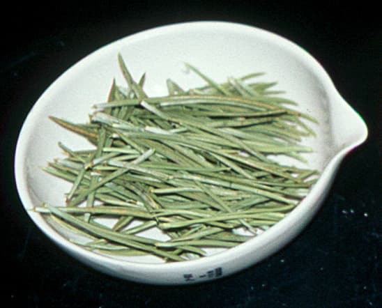 Lodgepole-Pine LP-Needles-2 sample photograph, USGS Spectral Library Version 7
