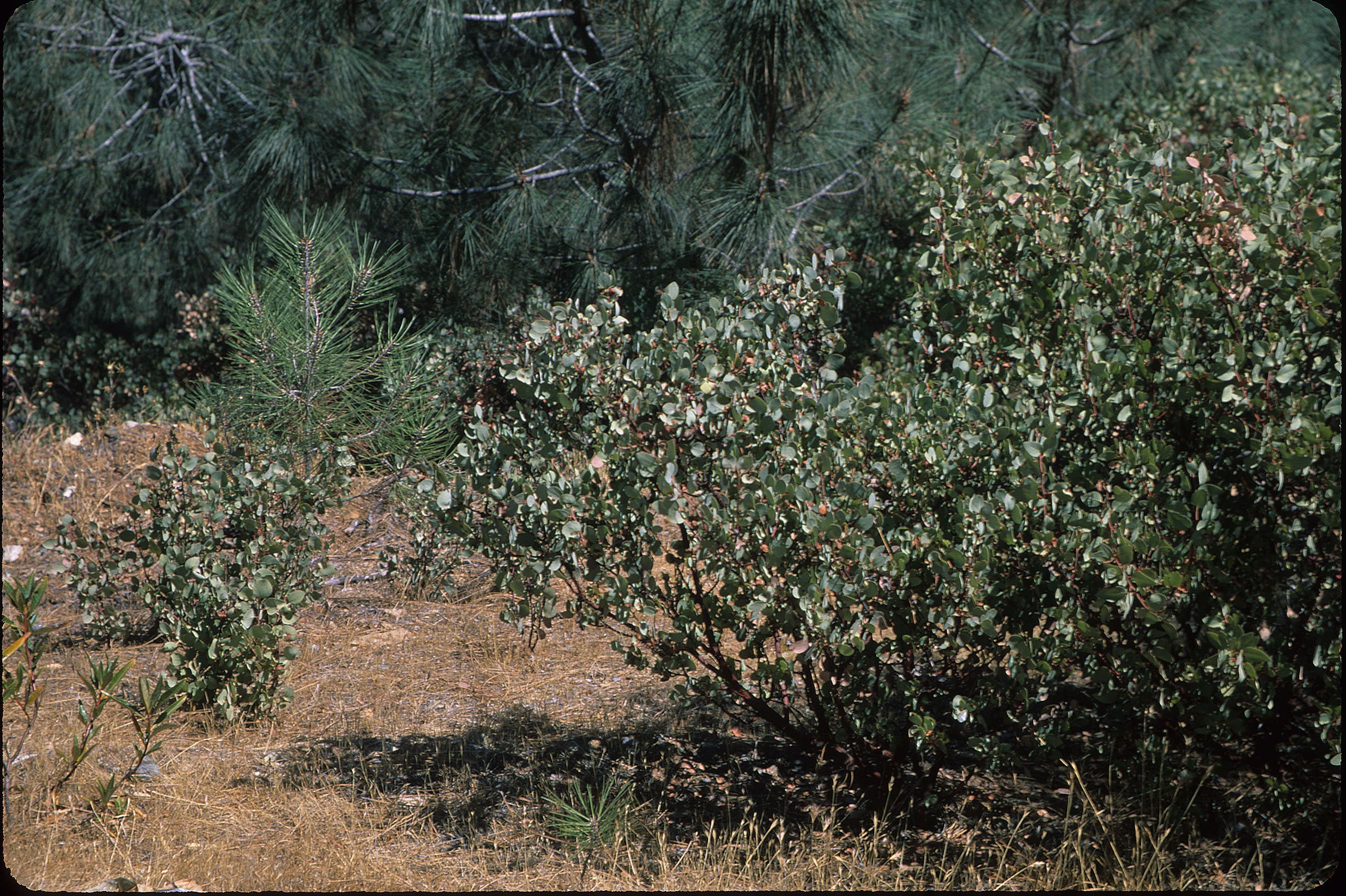 Manzanita sample photograph, USGS Spectral Library Version 7