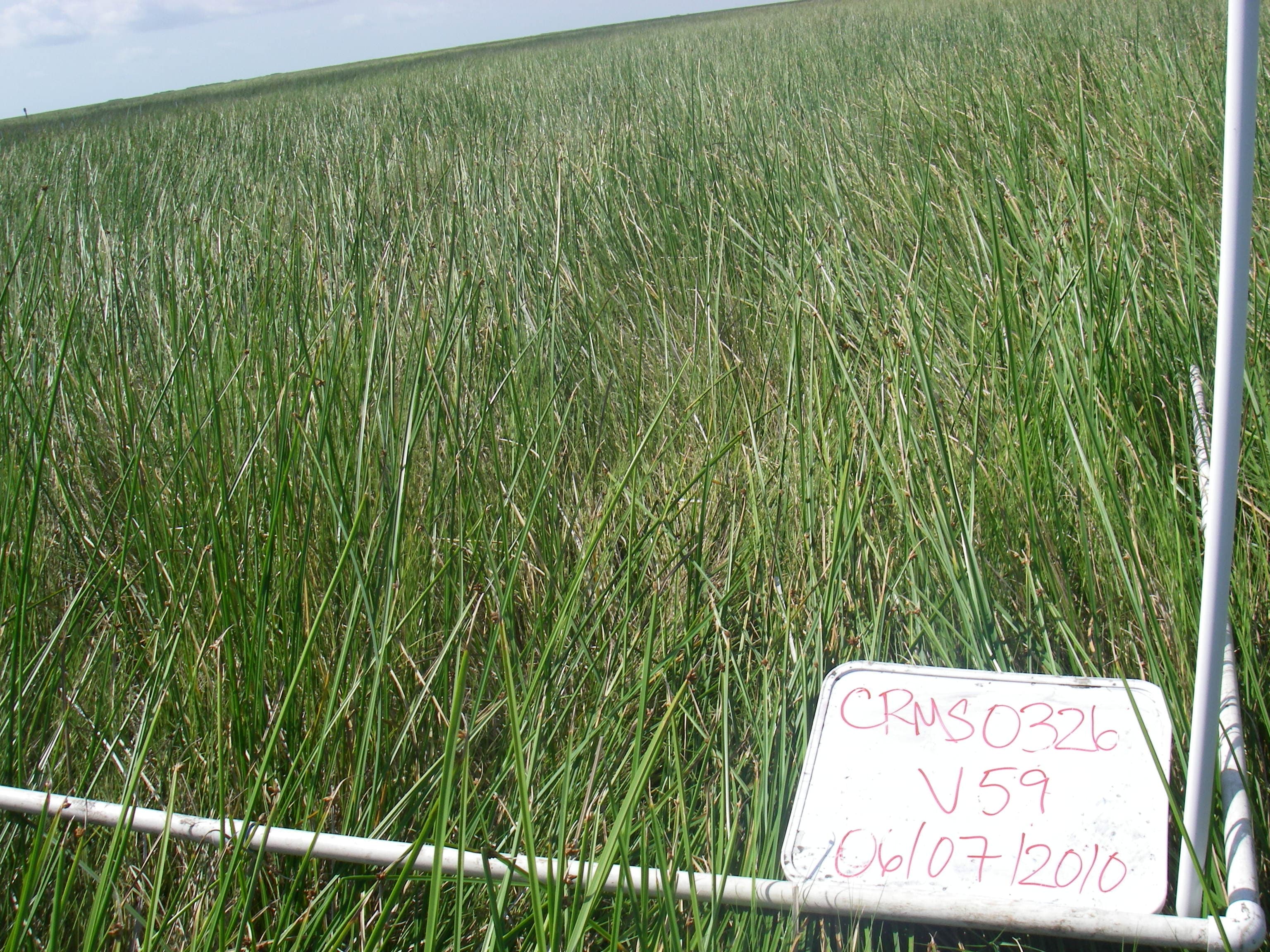 Marsh sample photograph, USGS Spectral Library Version 7
