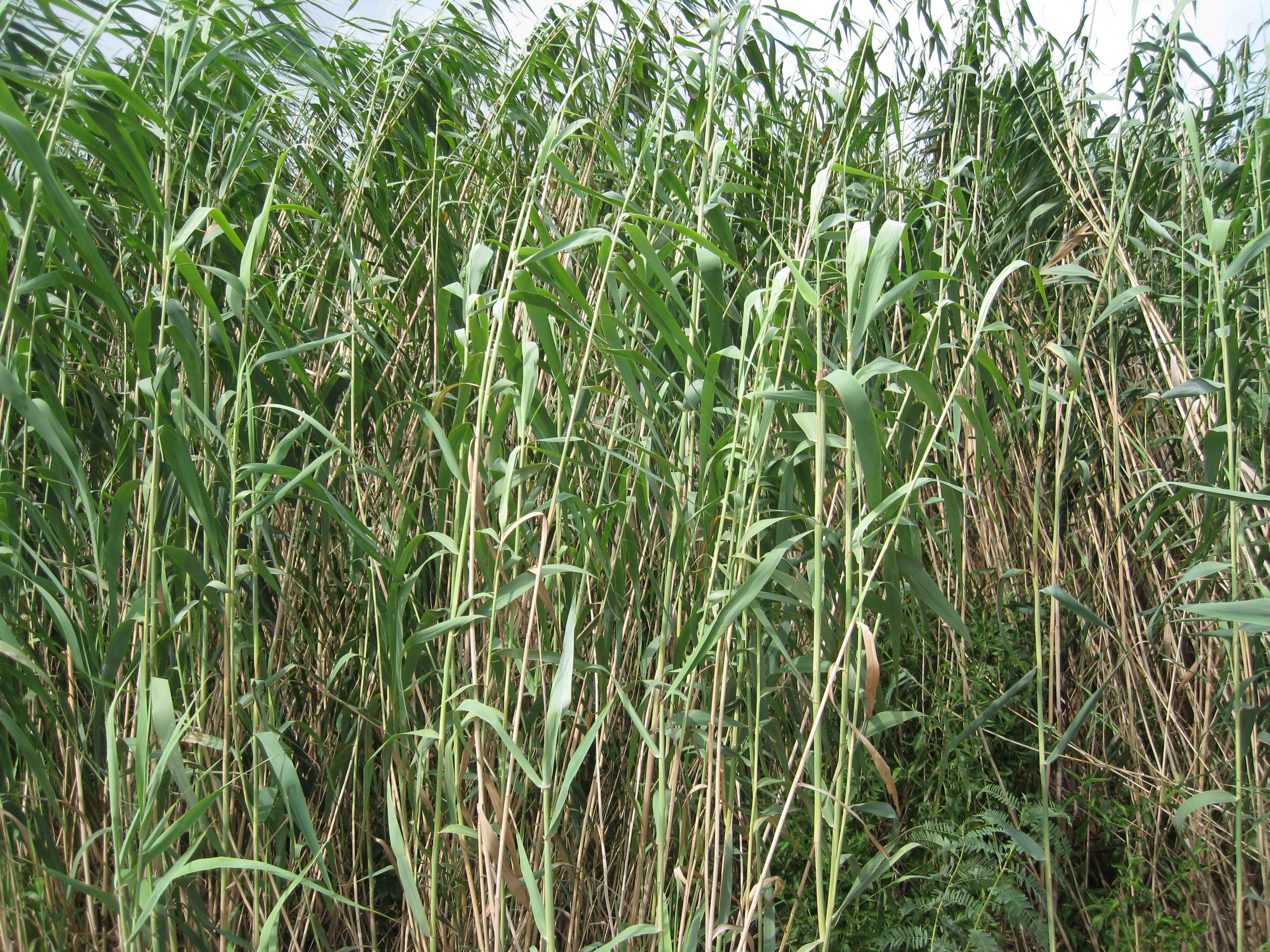 Marsh PHAU 100% DWO-3-DEL-2 sample photograph, USGS Spectral Library Version 7