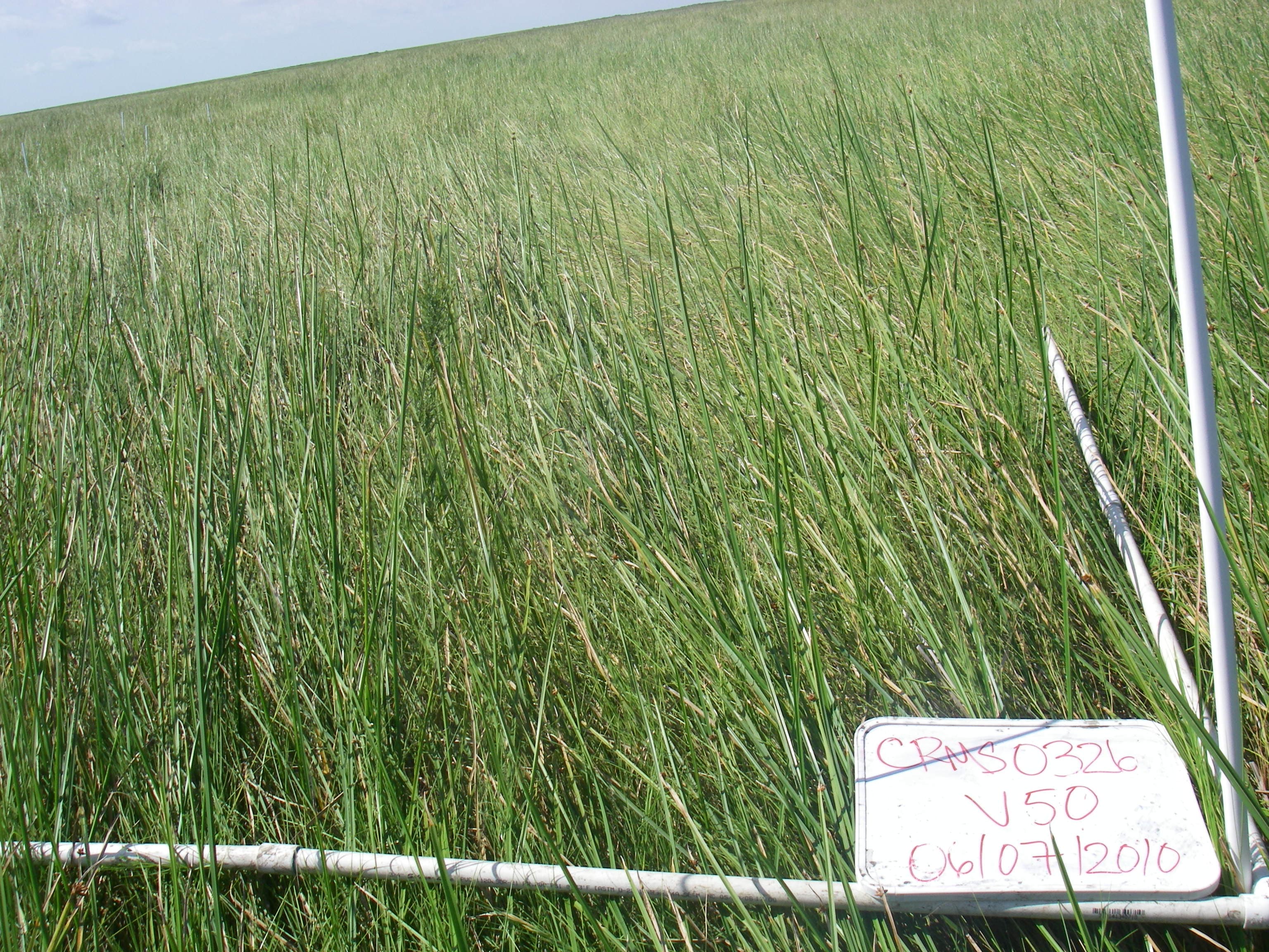 Marsh SCAM-DISP..CRMS326v50a sample photograph, USGS Spectral Library Version 7