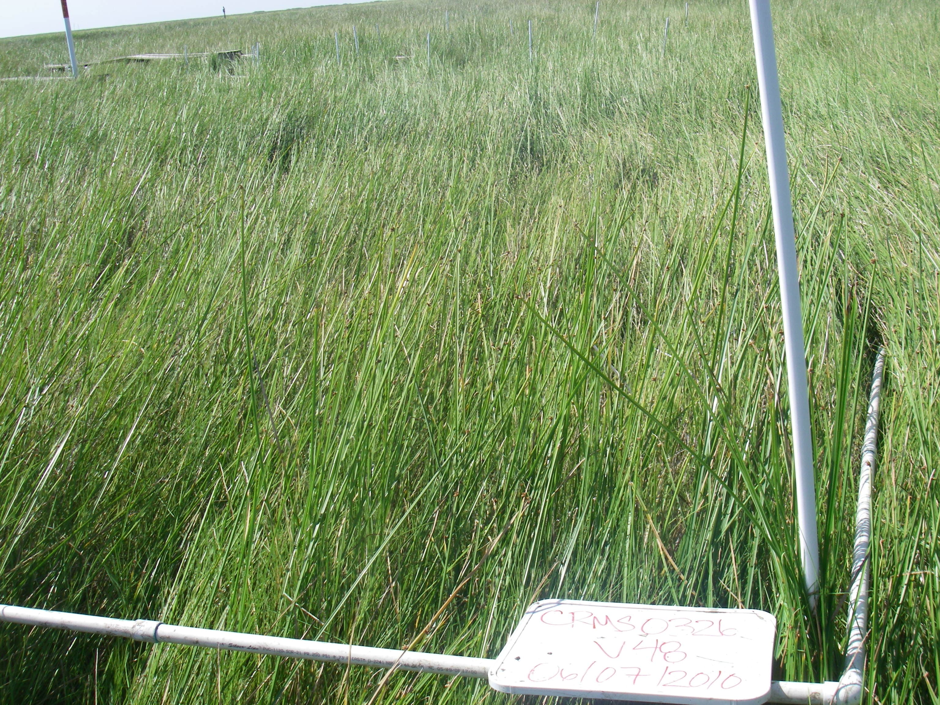 Marsh SCAM-DISP..CRMS326v48a sample photograph, USGS Spectral Library Version 7