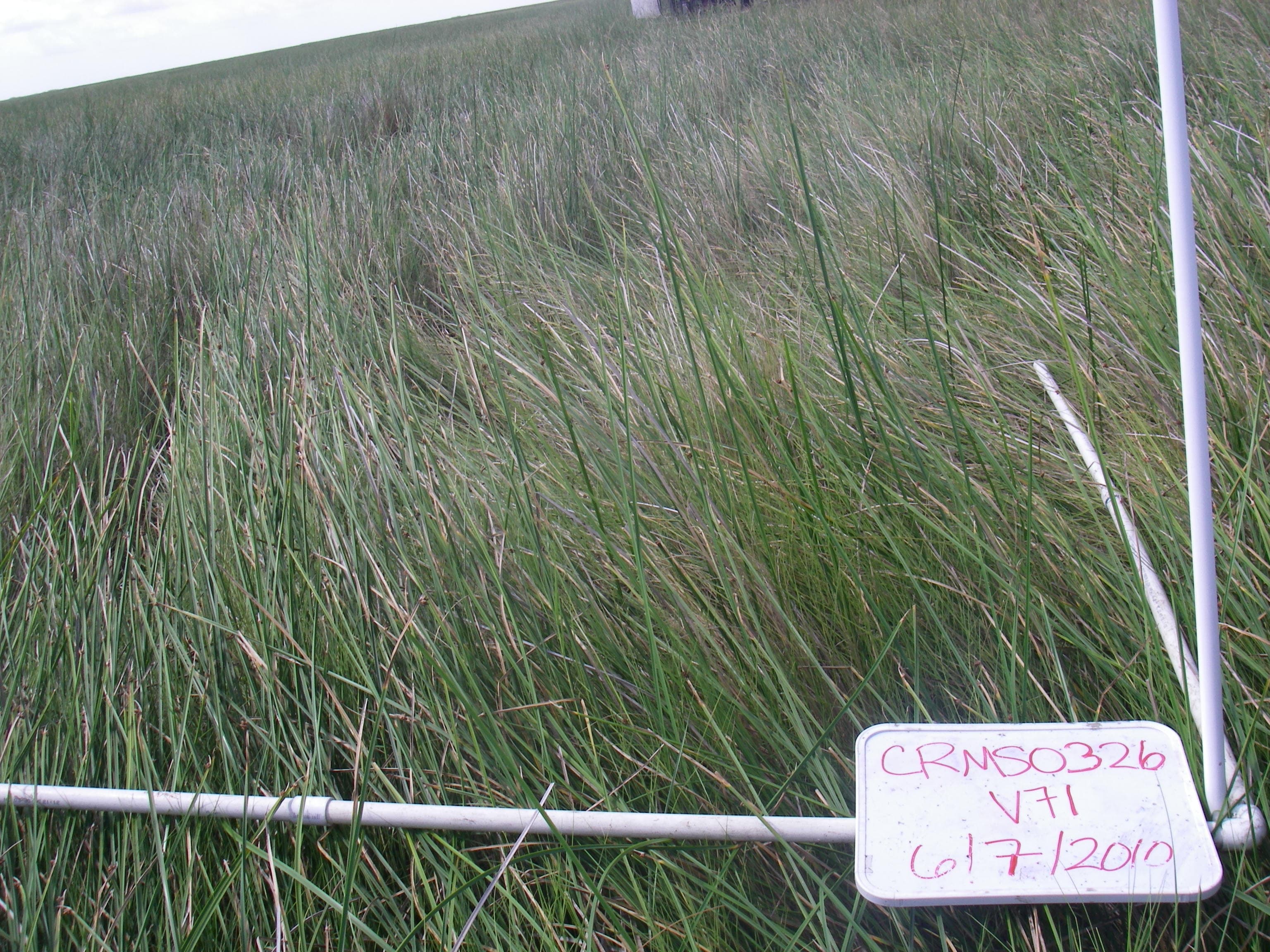 Marsh SCAM-DISP..CRMS326v71a sample photograph, USGS Spectral Library Version 7