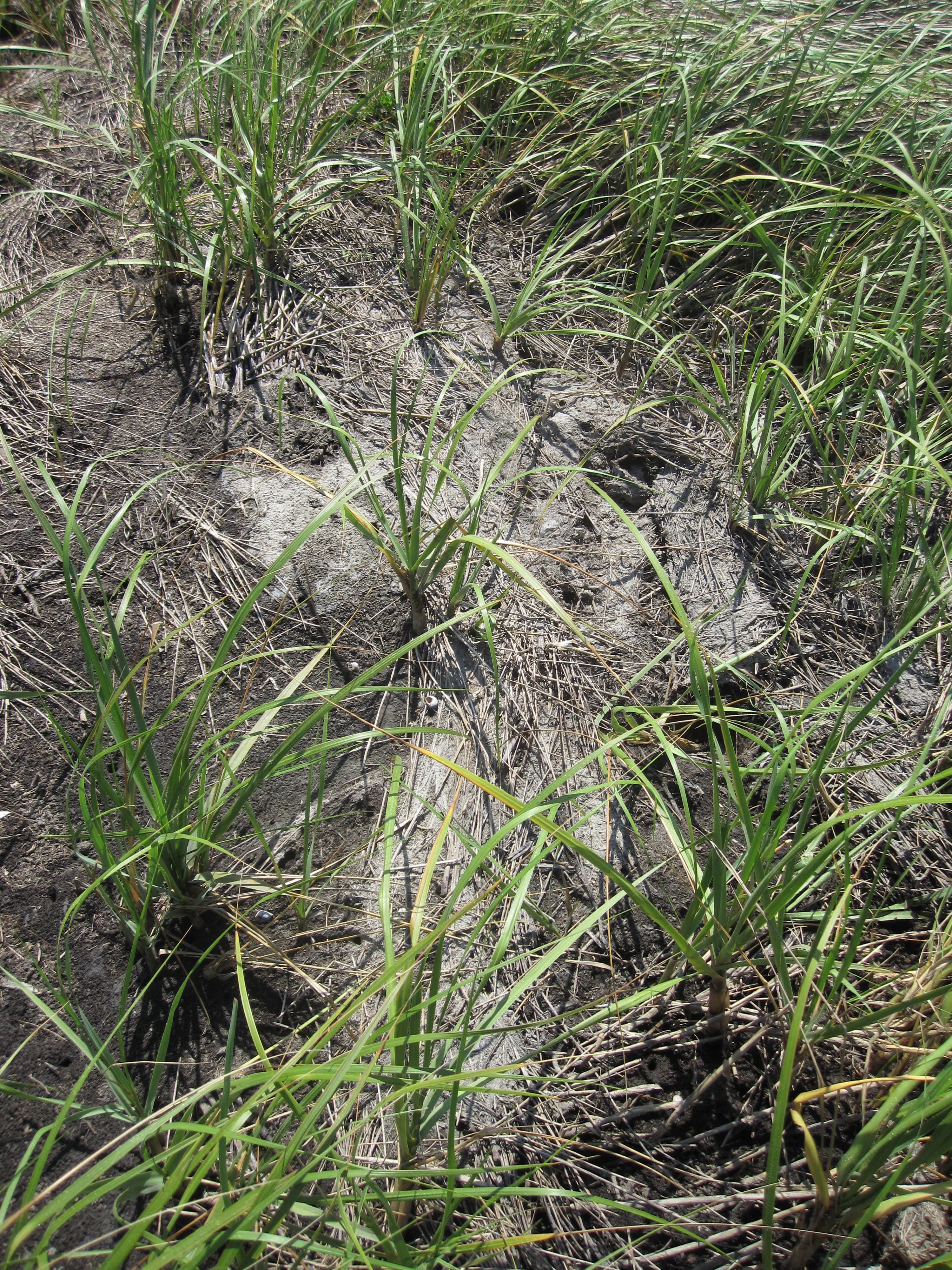 Marsh sediment DWV3-0511 dry sample photograph, USGS Spectral Library Version 7