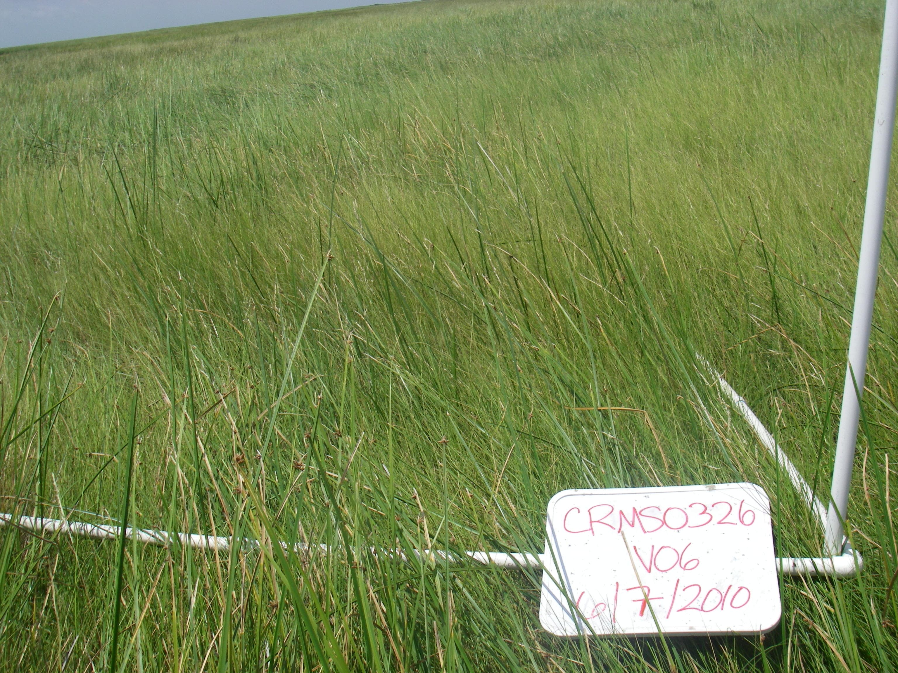 S.americanus sample photograph, USGS Spectral Library Version 7