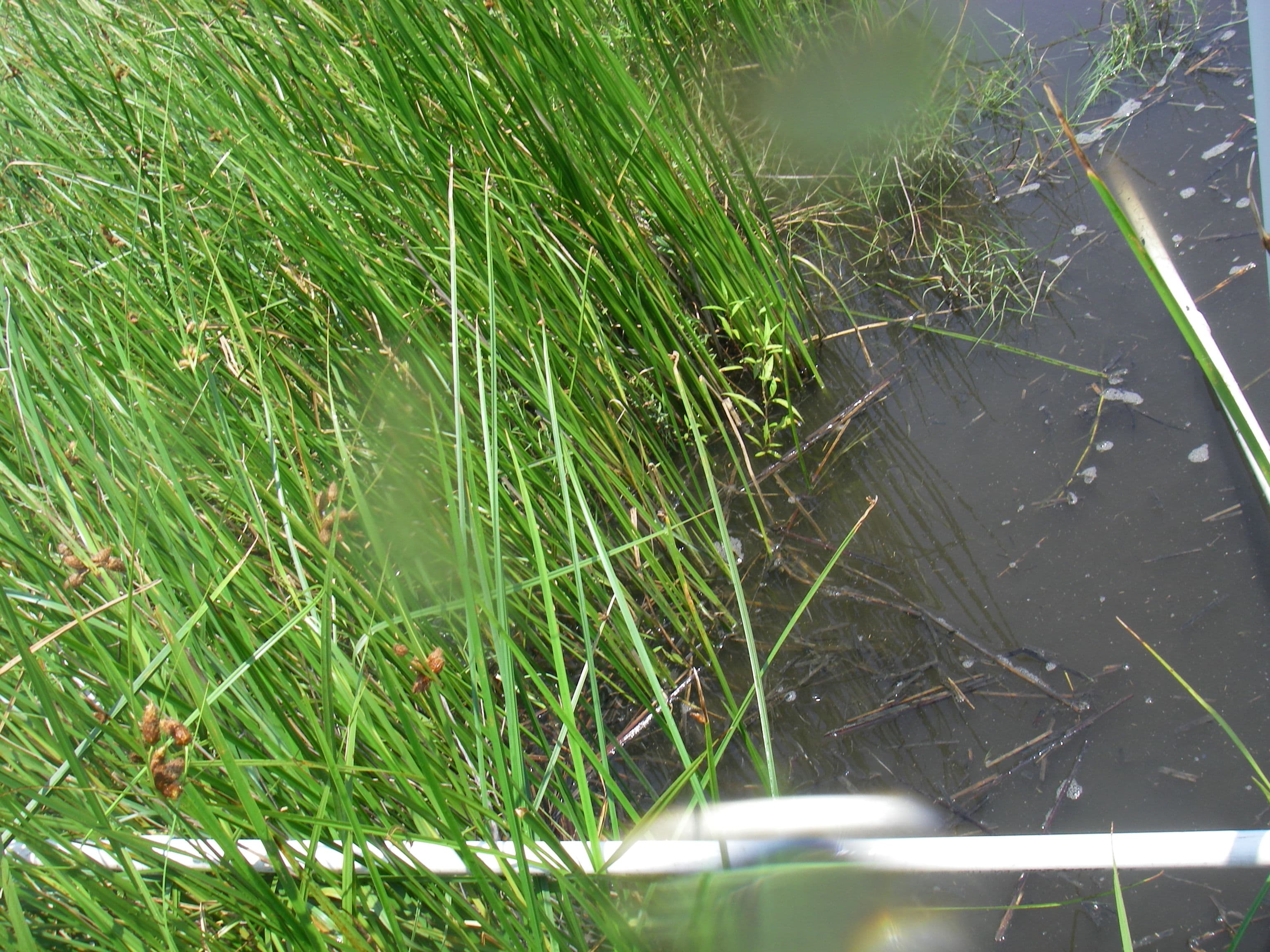 Marsh water40%... sample photograph, USGS Spectral Library Version 7