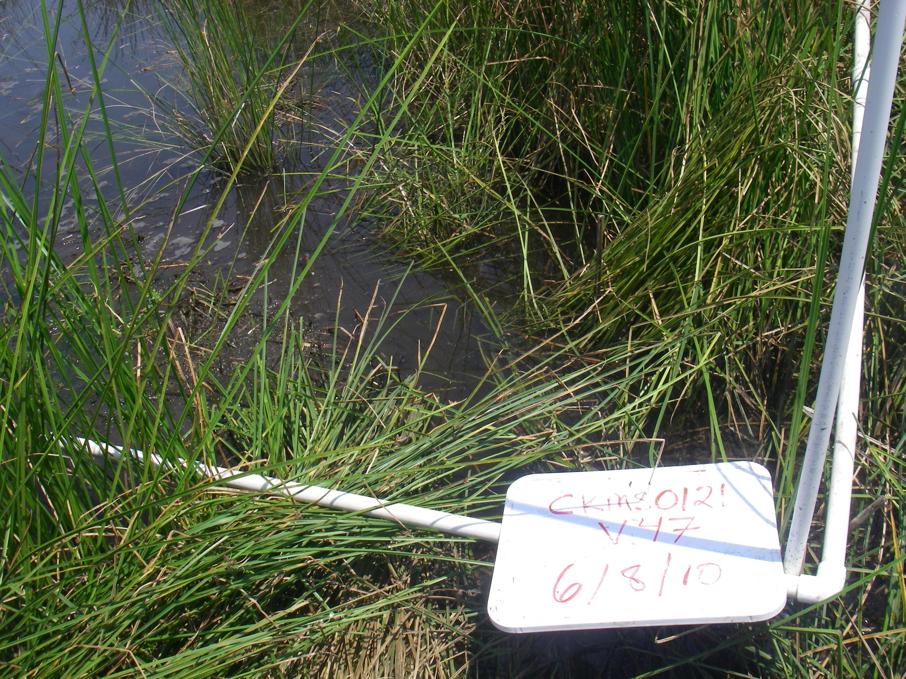 Marsh water55%... sample photograph, USGS Spectral Library Version 7