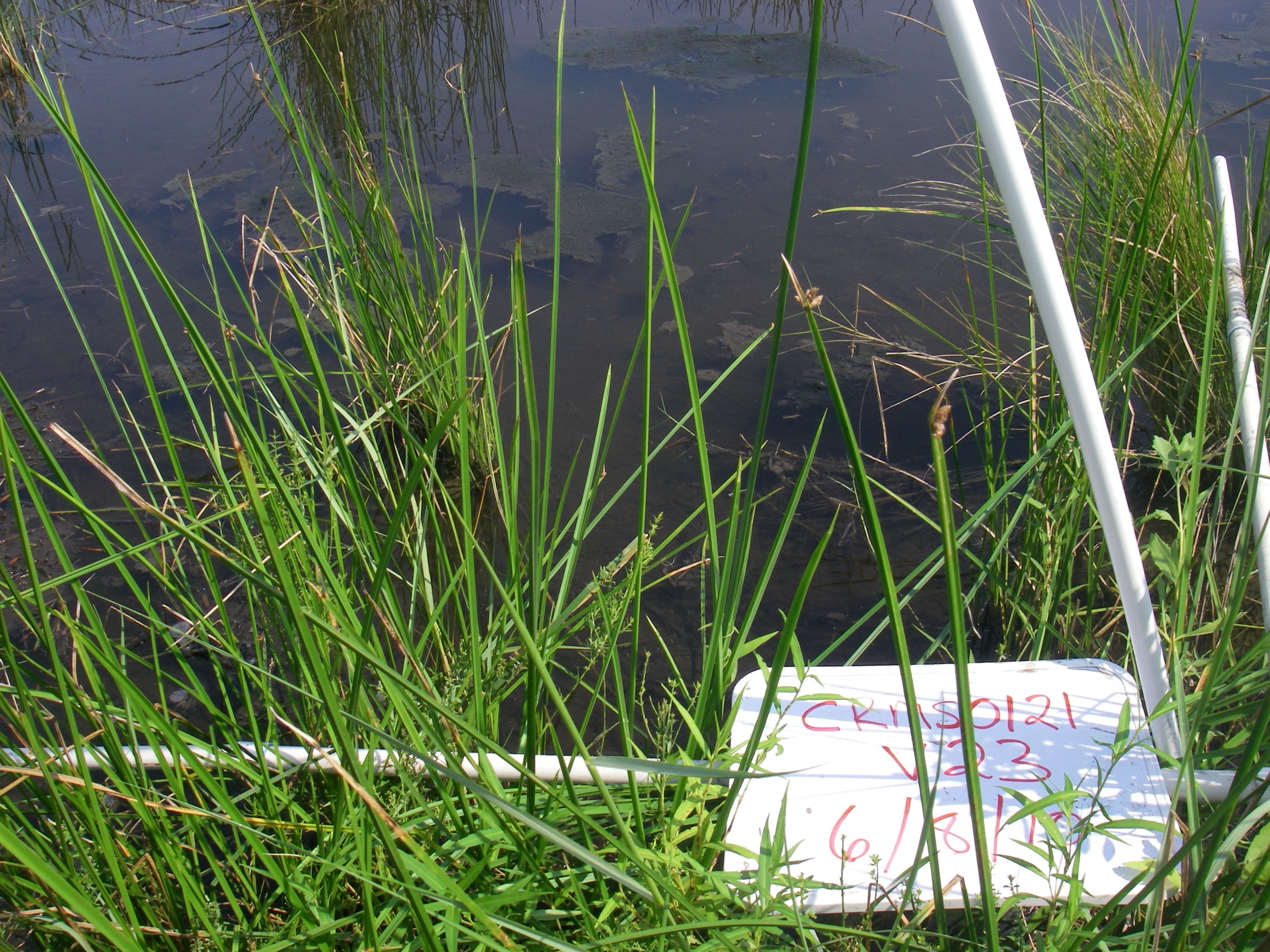 Marsh water80%... sample photograph, USGS Spectral Library Version 7