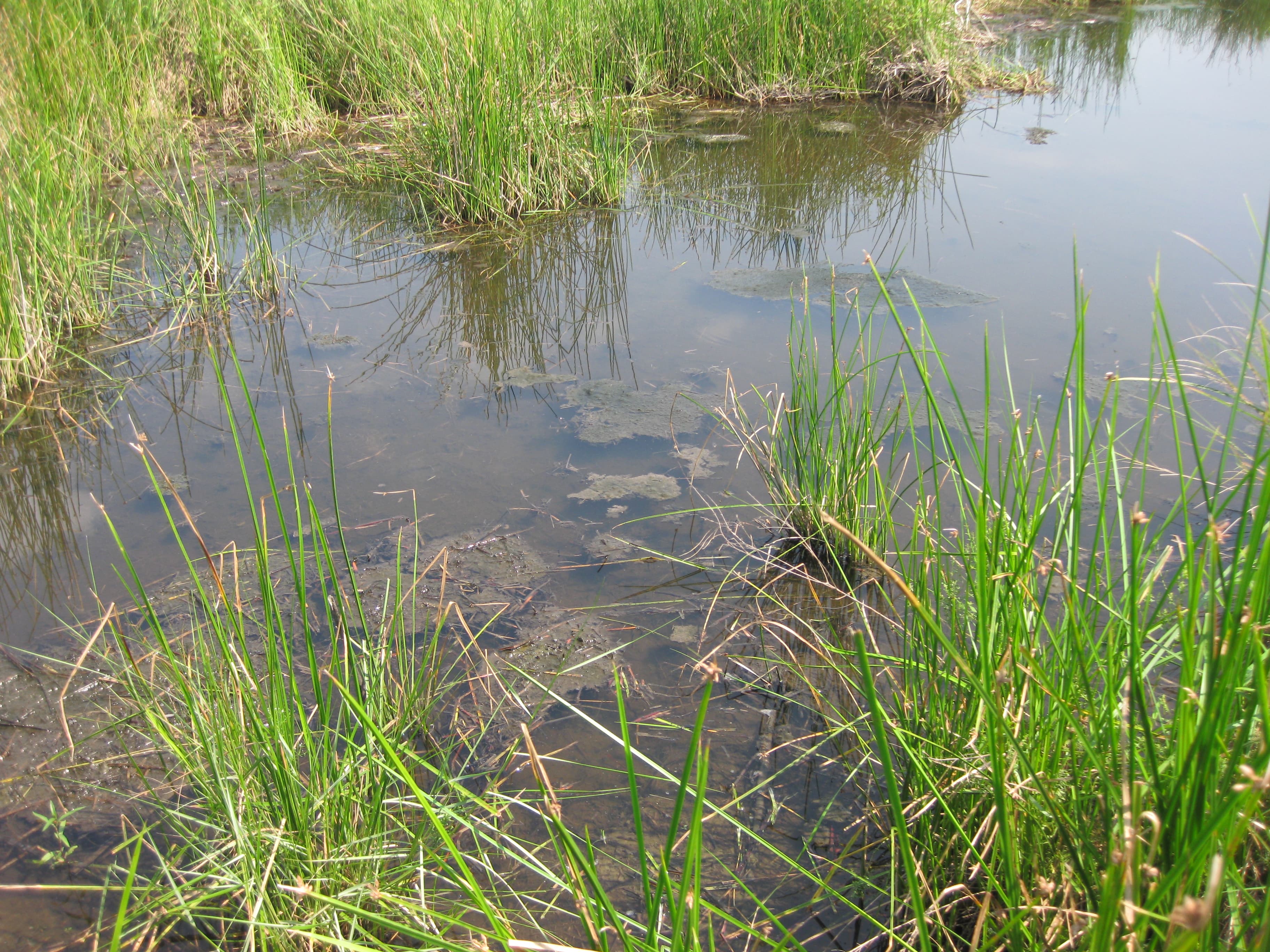 MarshWater sample photograph, USGS Spectral Library Version 7