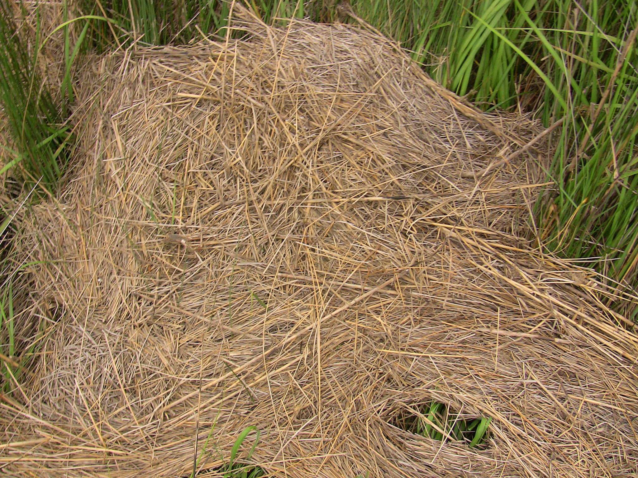 Marsh wrack DWV1-0511 NPV.a sample photograph, USGS Spectral Library Version 7