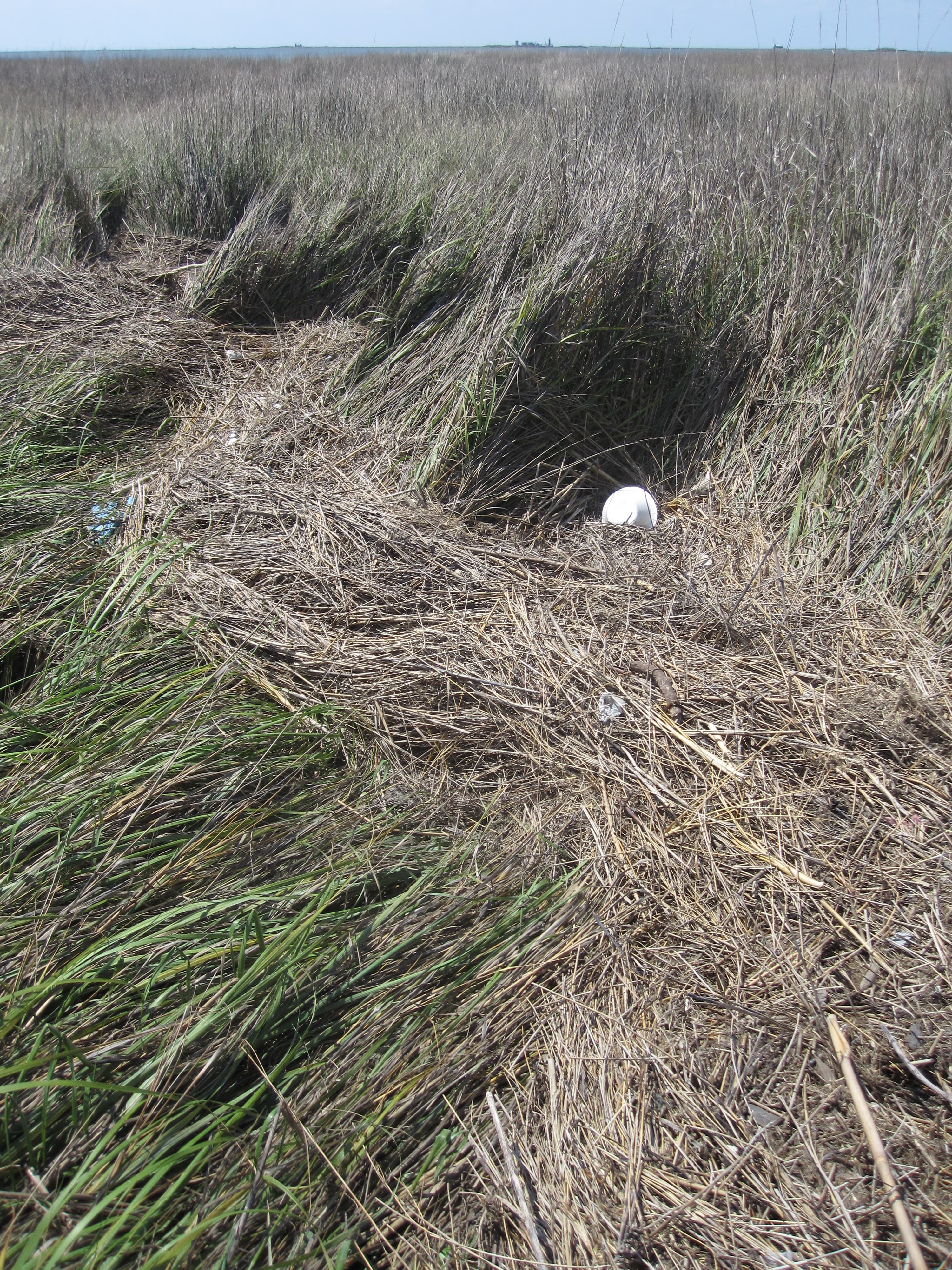 Marsh wrack DWV3-0511 dryNPV sample photograph, USGS Spectral Library Version 7