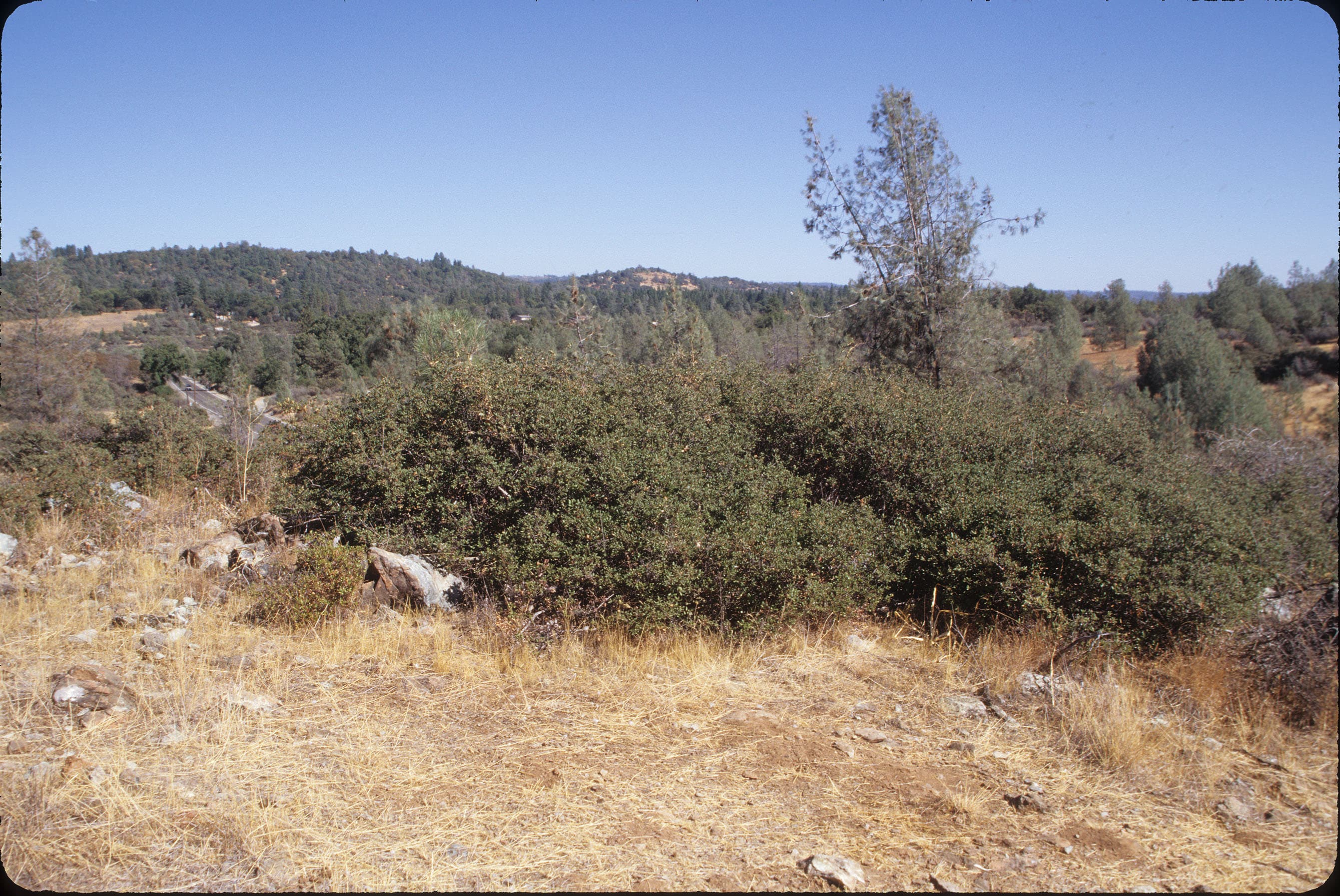Oak QUDU sample photograph, USGS Spectral Library Version 7