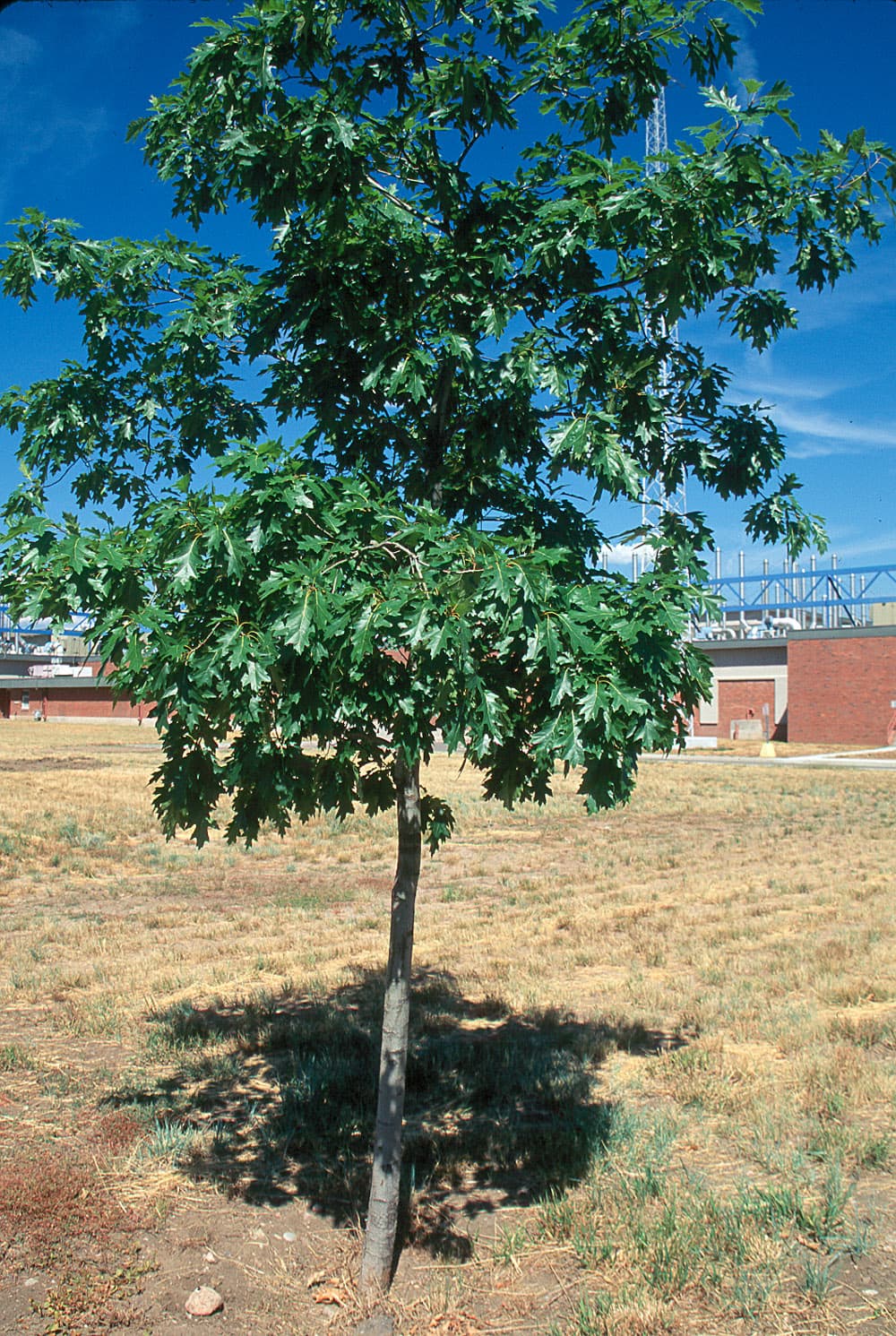 Oak Oak-Leaf-1 fresh sample photograph, USGS Spectral Library Version 7