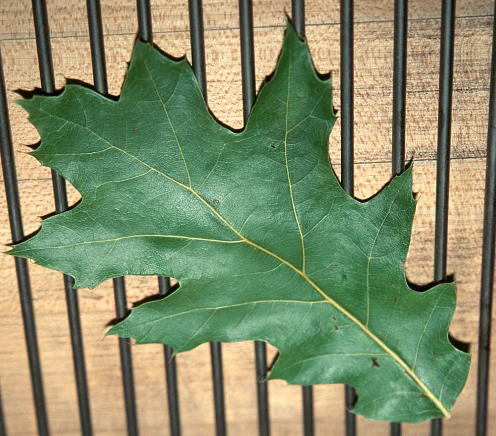 Oak Oak-Leaf-2 dried sample photograph, USGS Spectral Library Version 7
