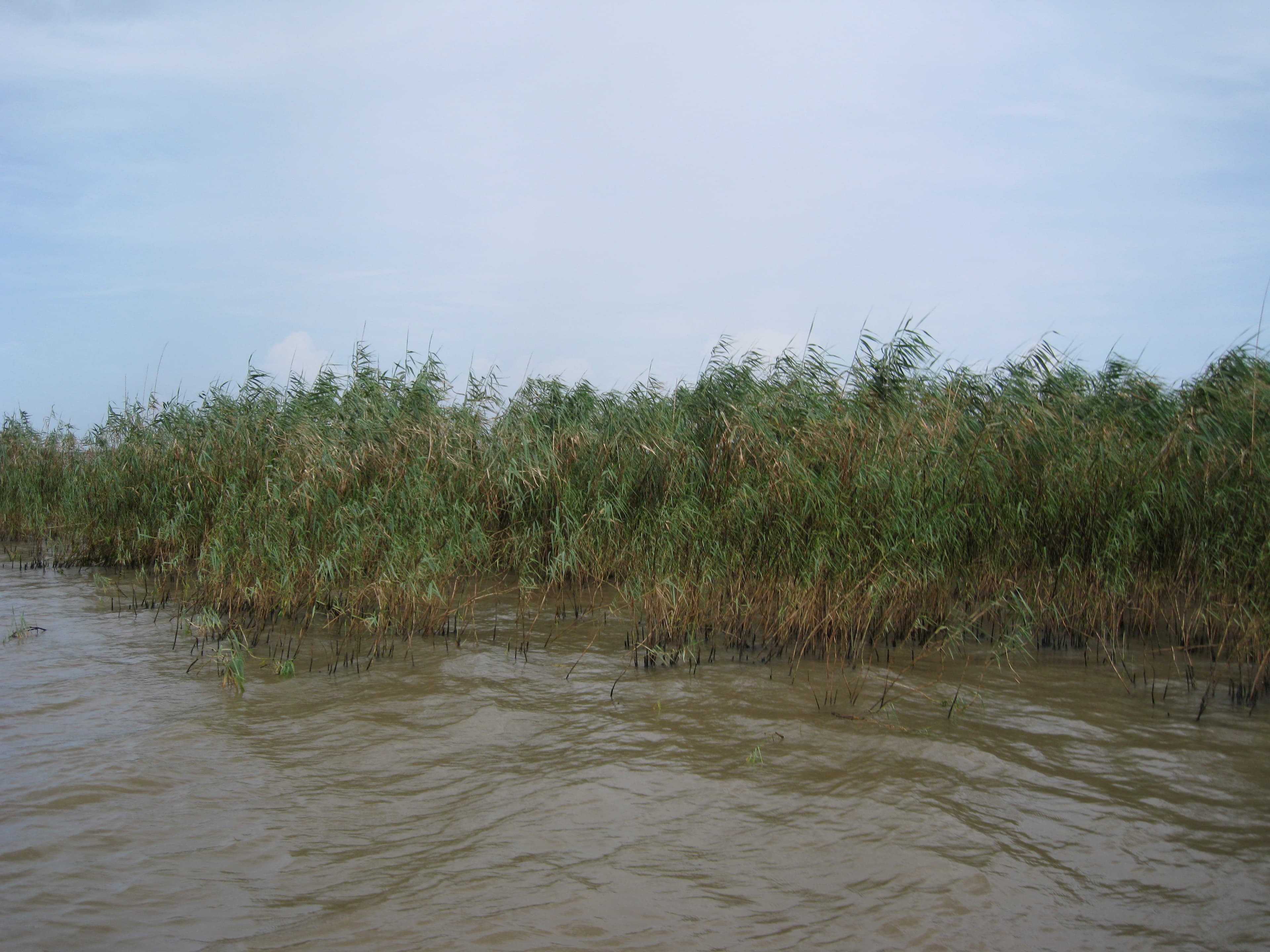 Oiled P.austral. DWO-3-DEL-1 sample photograph, USGS Spectral Library Version 7