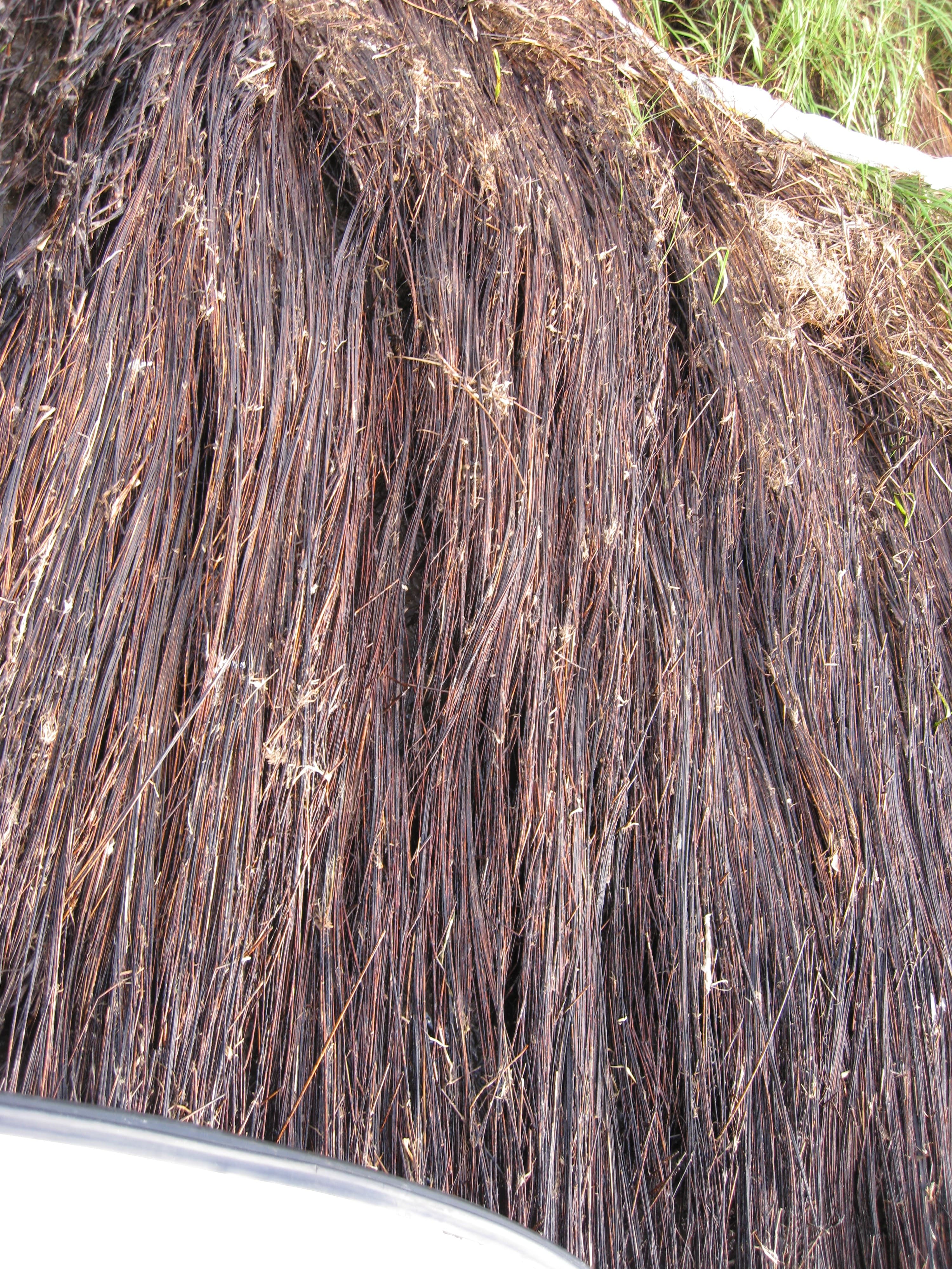 Oiled marsh DWO-3-BAT-06 sample photograph, USGS Spectral Library Version 7