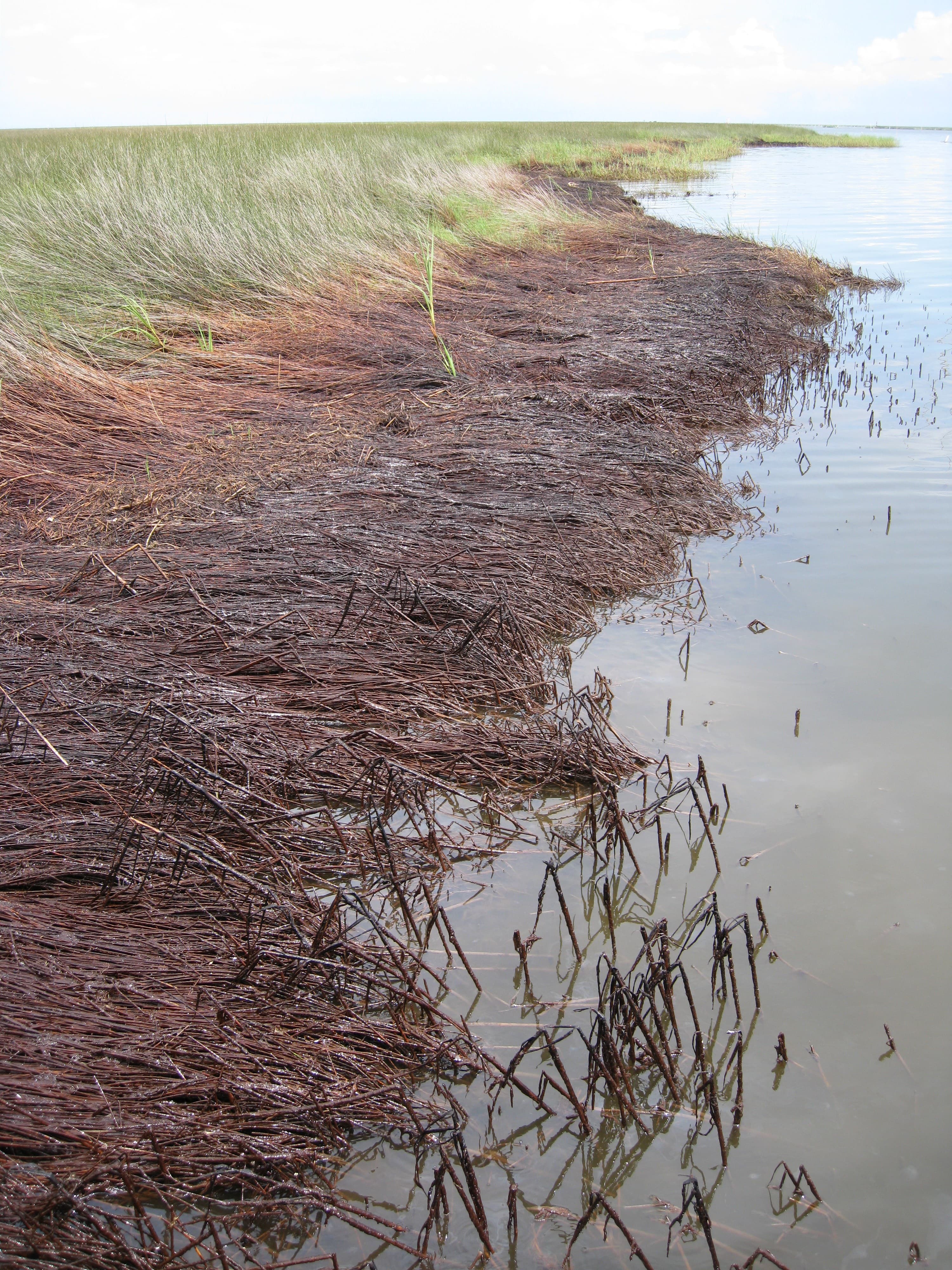 Oiled marsh dry DWO-3-BAT-09 sample photograph, USGS Spectral Library Version 7
