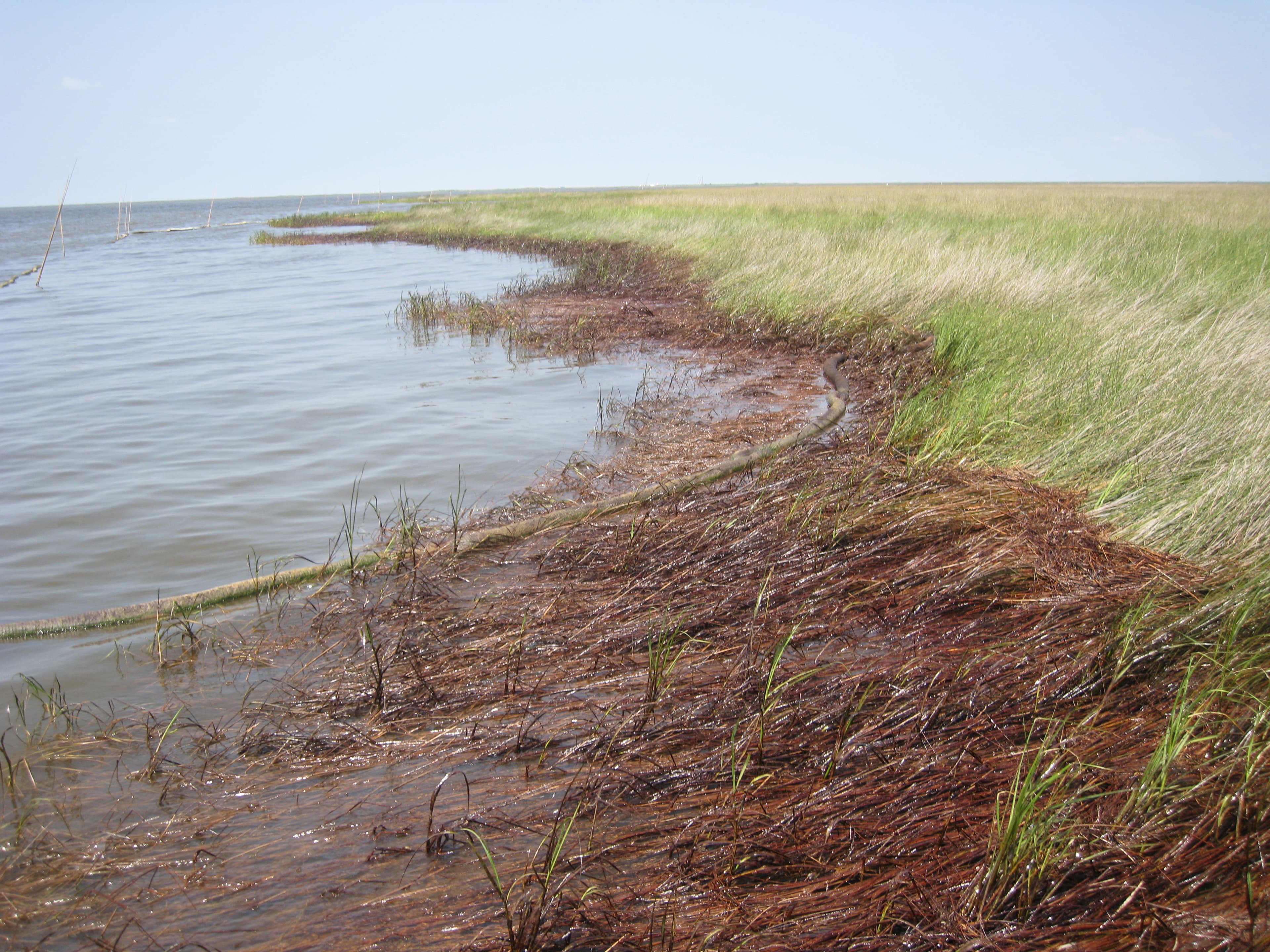 OiledMarshPlant DWO-2-BAT-08 sample photograph, USGS Spectral Library Version 7