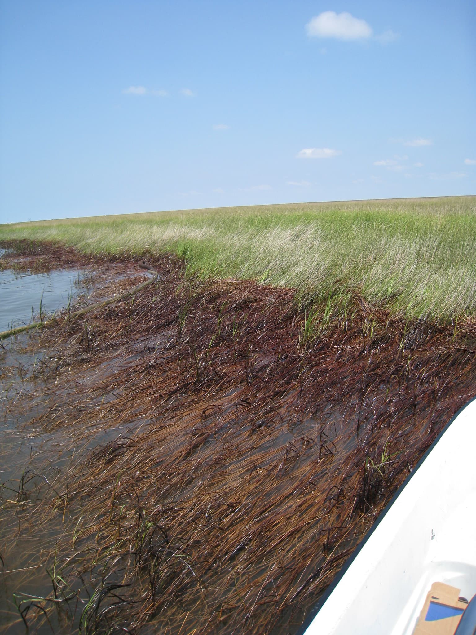 OiledMarshPlant DWO-2-BAT-09 sample photograph, USGS Spectral Library Version 7