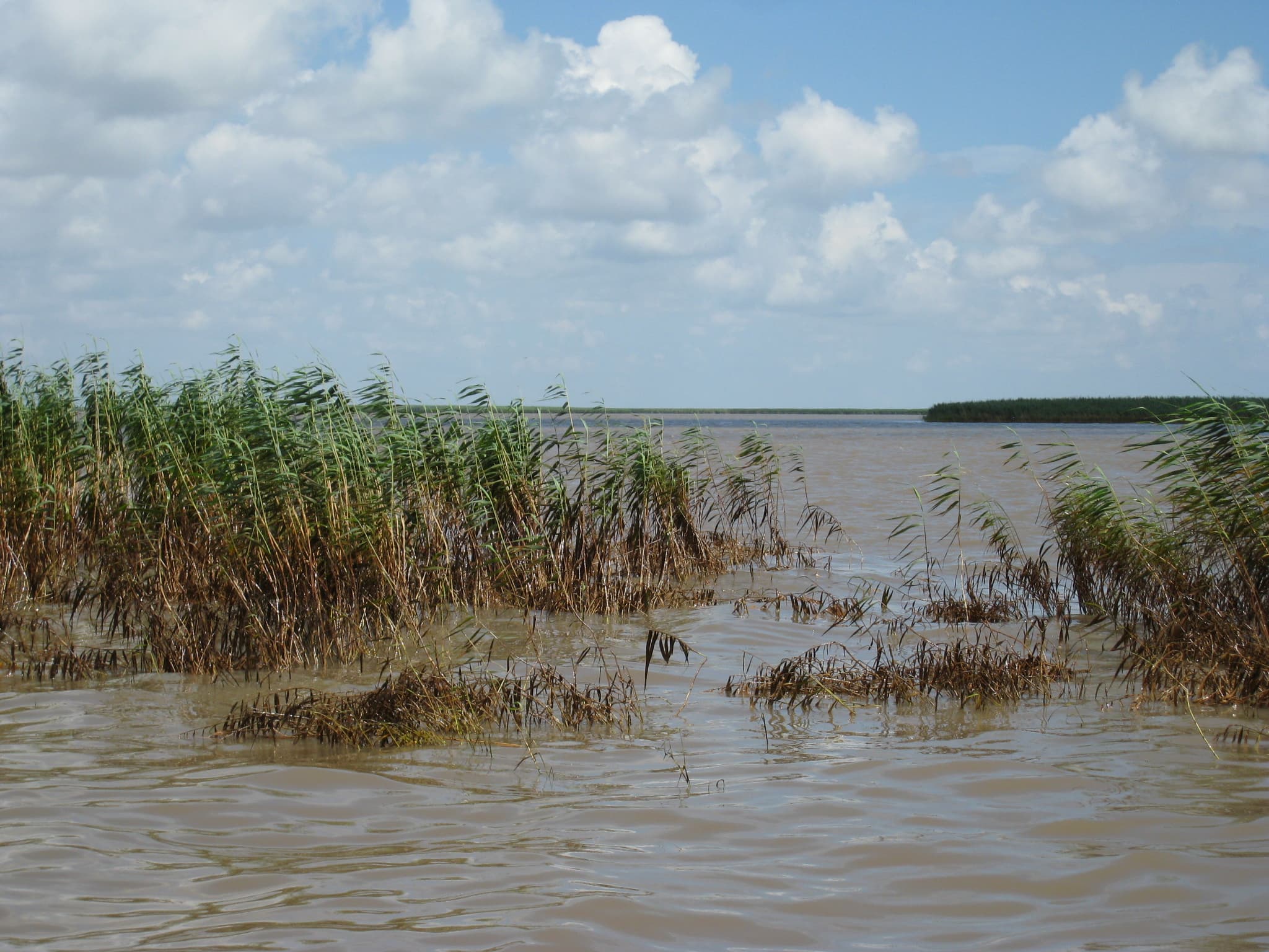 OiledMarshPlant DWO-2-DEL-04 sample photograph, USGS Spectral Library Version 7
