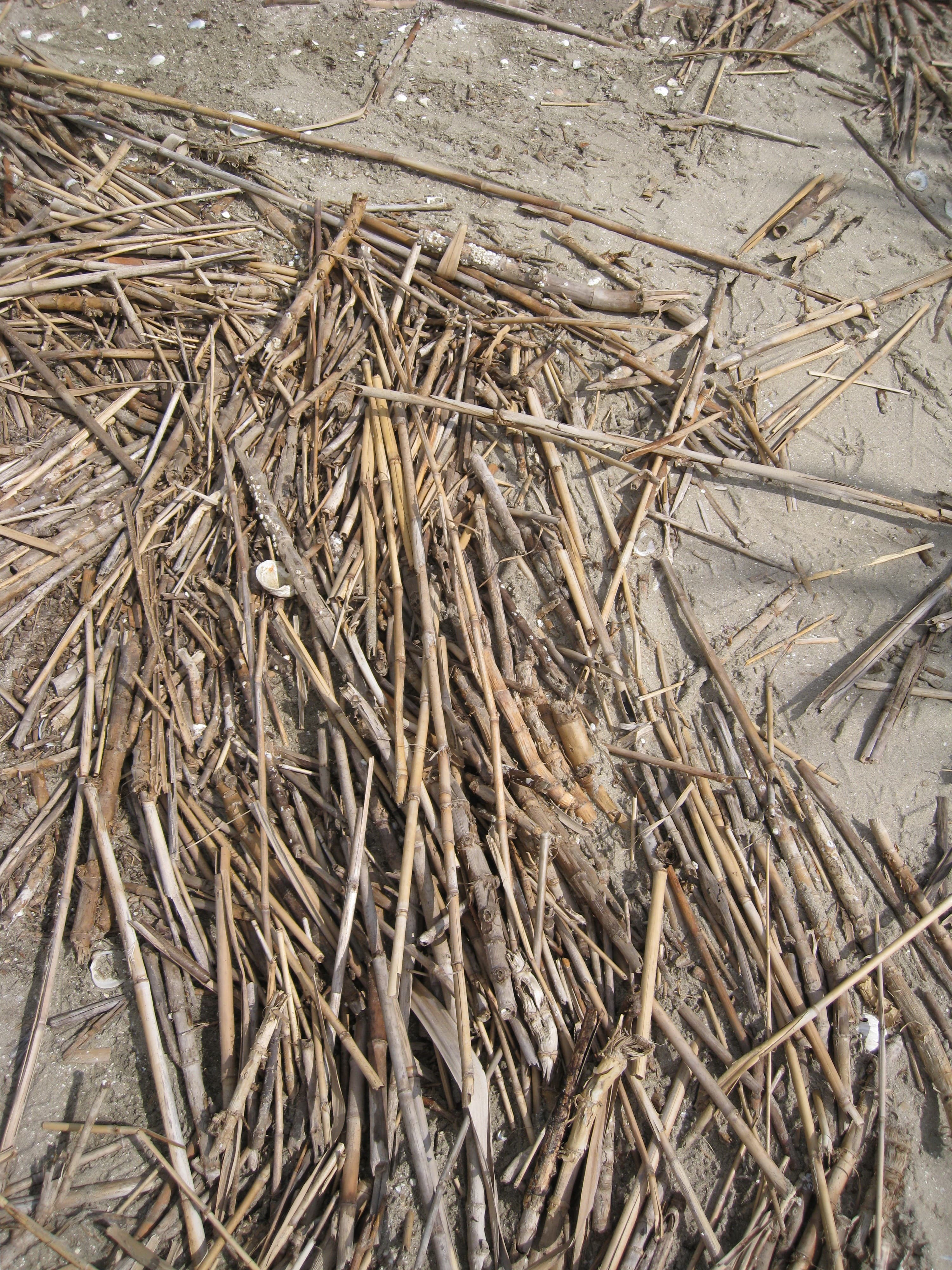 P.austr. DWO-3-DEL-2c stem.a sample photograph, USGS Spectral Library Version 7