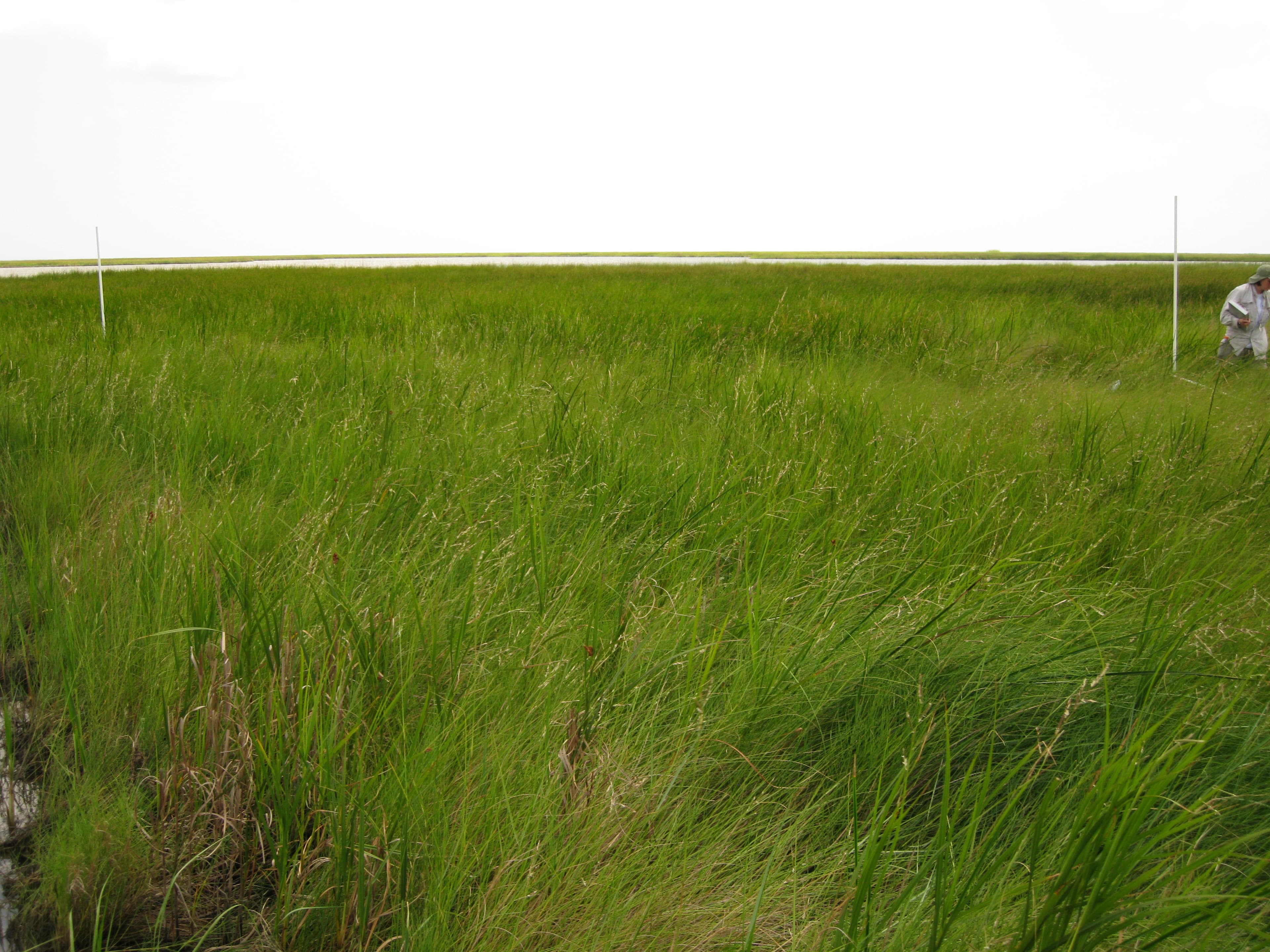 S.alternif. sample photograph, USGS Spectral Library Version 7