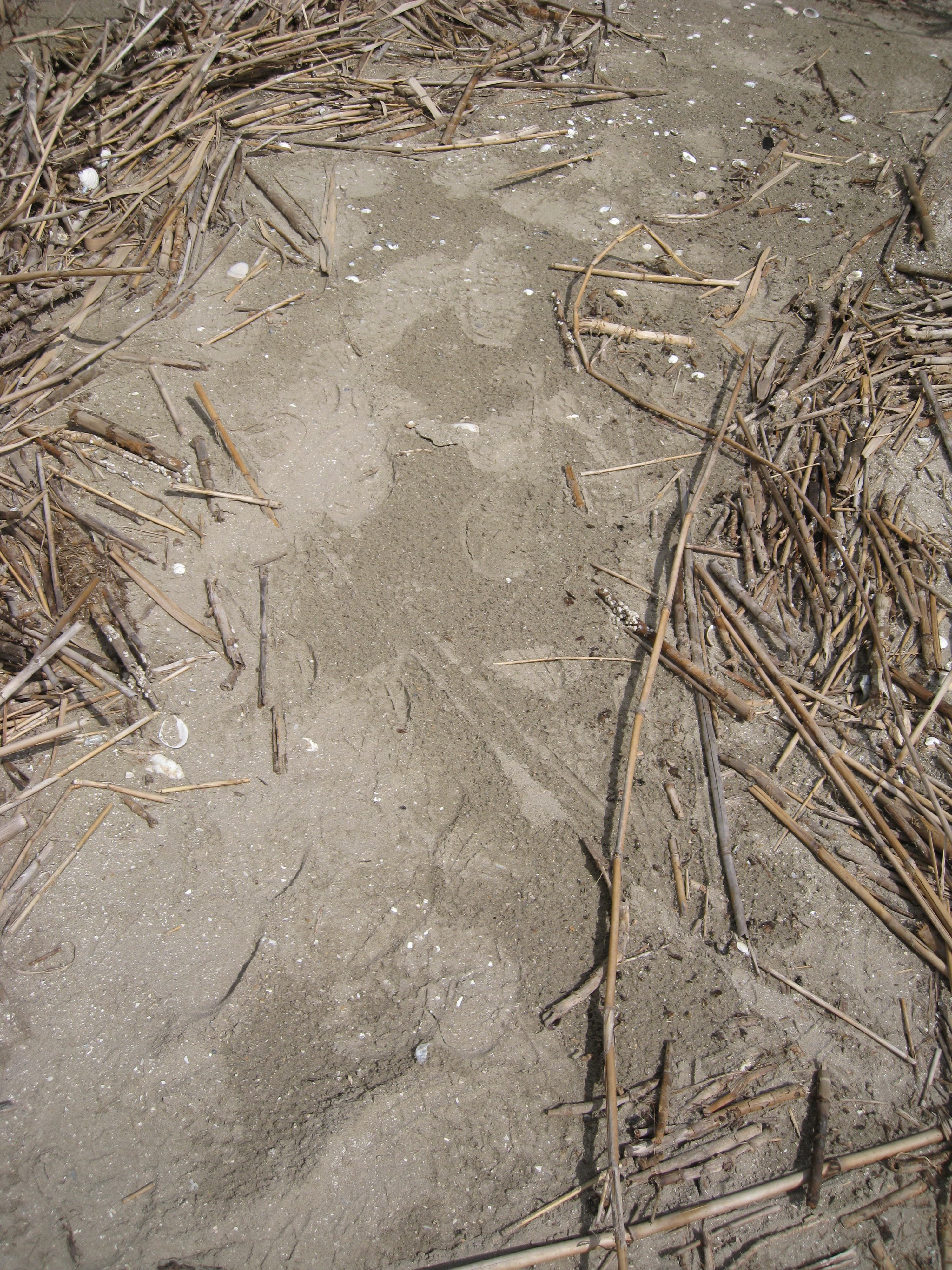 Sand DWO-3-DEL2c no vis.oil sample photograph, USGS Spectral Library Version 7