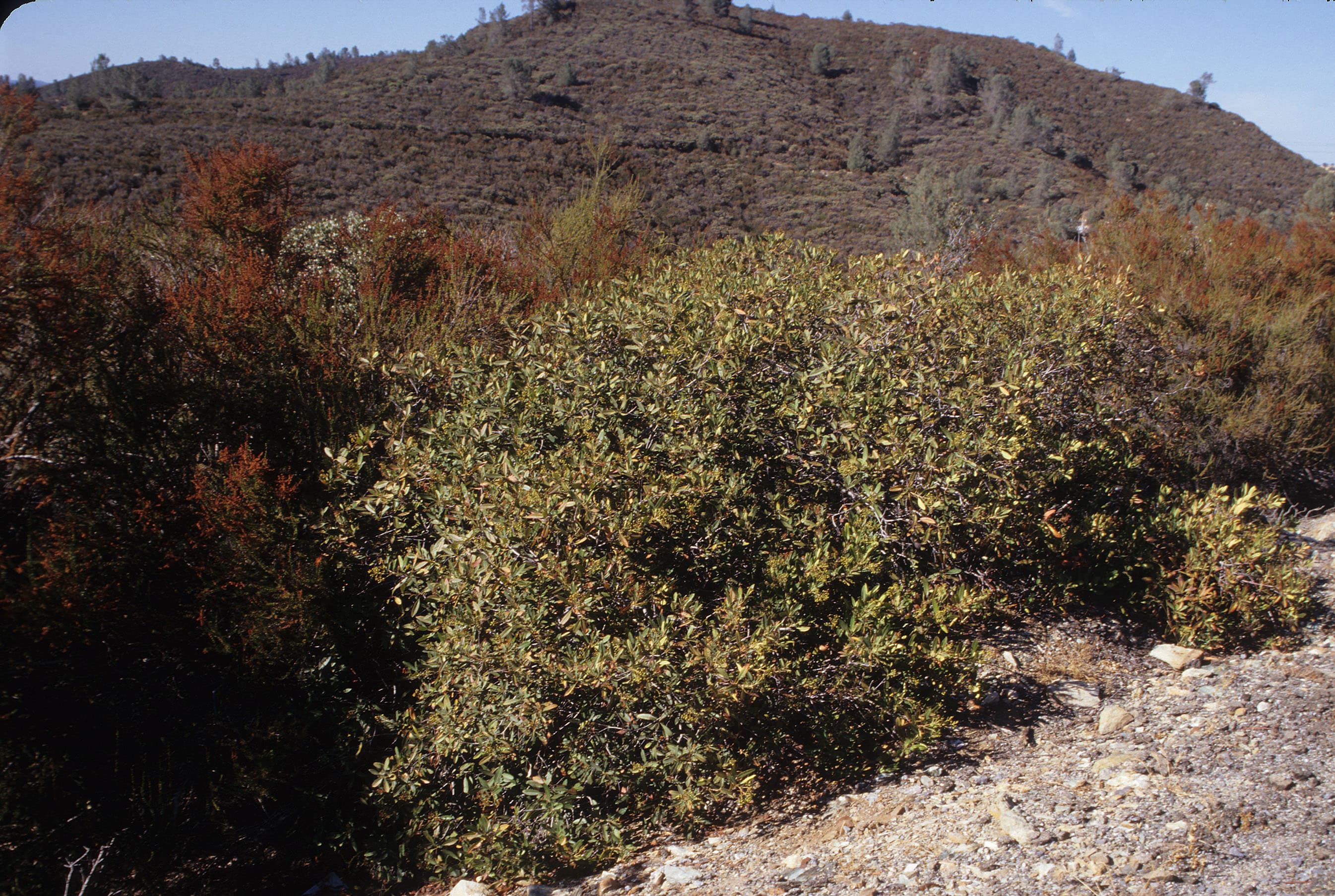 Toyon sample photograph, USGS Spectral Library Version 7