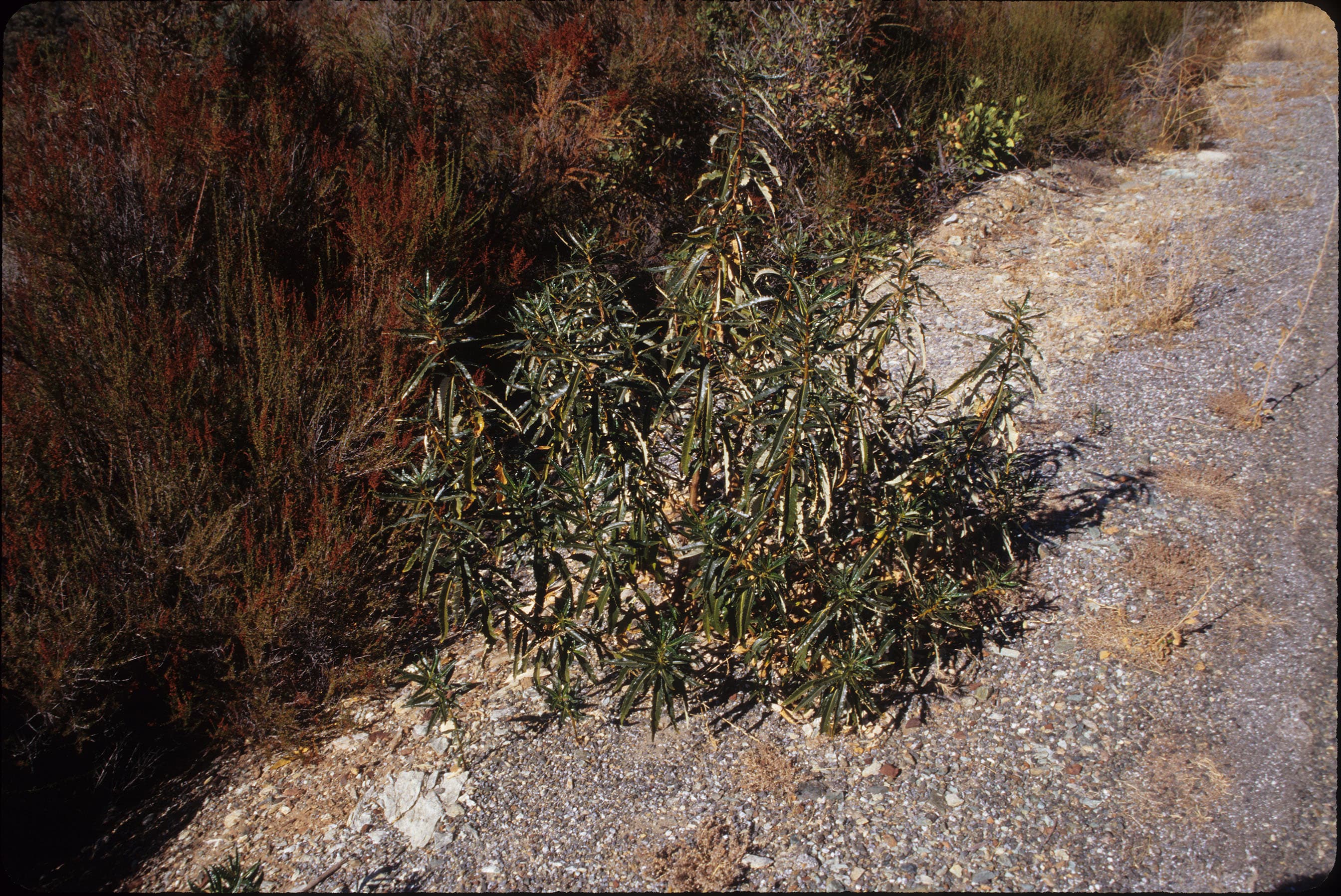 Yerba Santa sample photograph, USGS Spectral Library Version 7